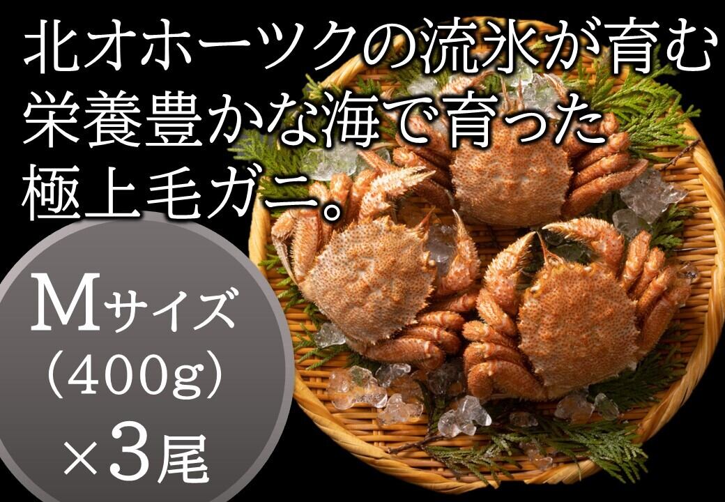 極鮮】北海道北オホーツクはまとんべつ産【堅】毛ガニMサイズ×3尾