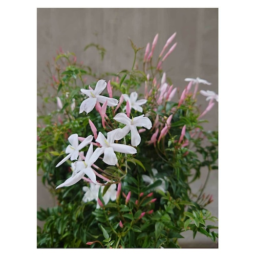 Jasminum polyanthum