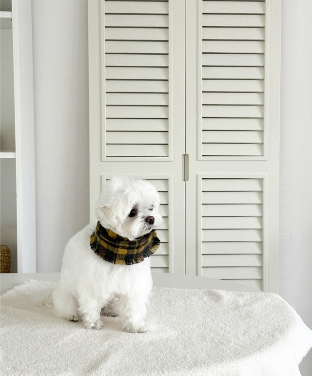 〈 予約アイテム 〉EYOU / チェックマフラー イエロー