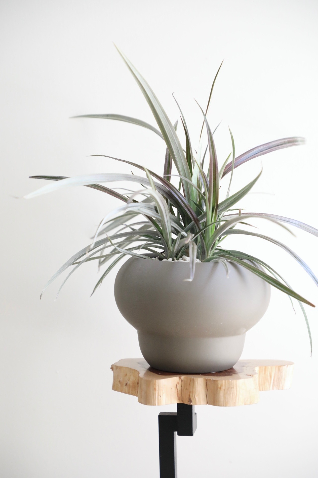 【M】アステリア ウェストランド/Astelia nervosa Westland 　※陶器鉢付き