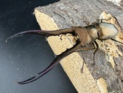 【WF1】《メタリフェルホソアカ亜種finae 82.5mm ペア》