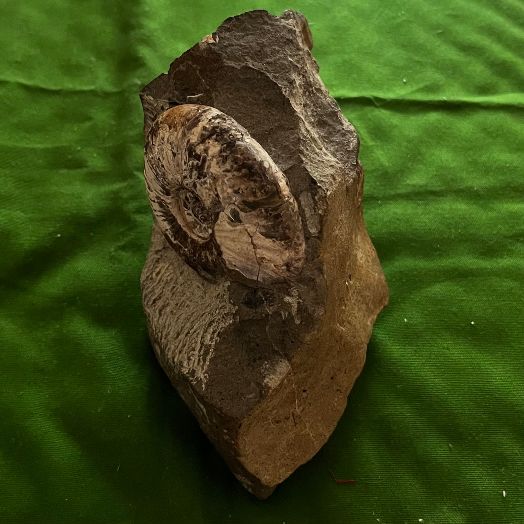 北海道の化石】ヨコヤマオセラス 北海道中川郡中川町産出 | YMS STONE SHOP