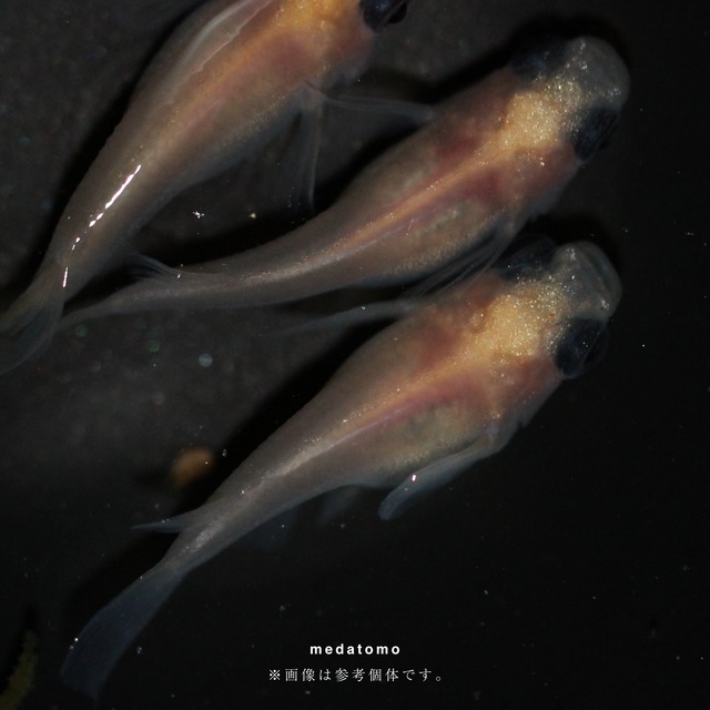 Shiro Deme - 白出目メダカ稚魚 10匹 gallery image 1