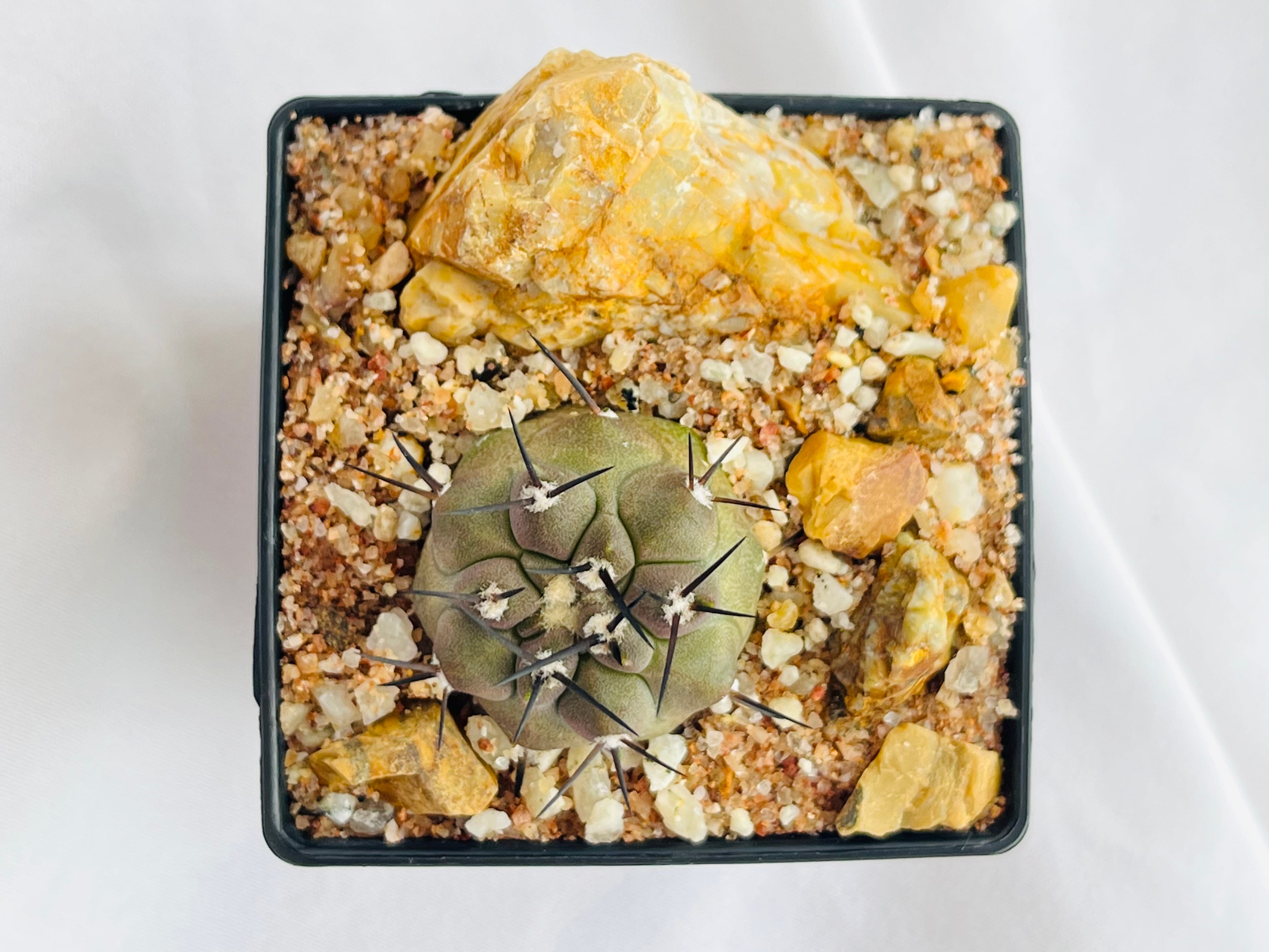 Copiapoa cinerea コピアポア シネレア 黒王丸 サボテン | plants MARU