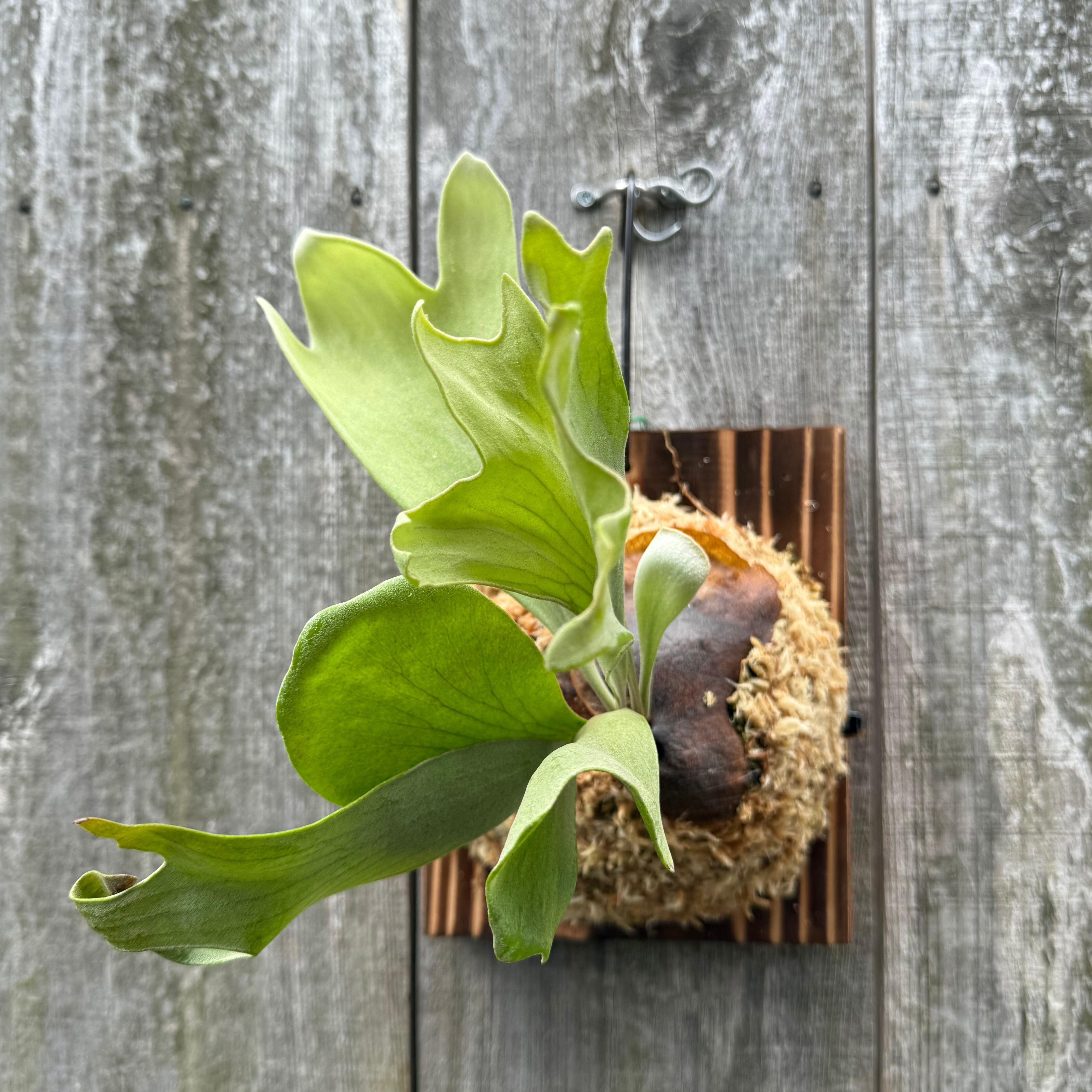 P. Mt Lewis spore select (pup) | naturefix