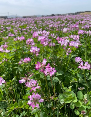 大自然米【3kg】精白米