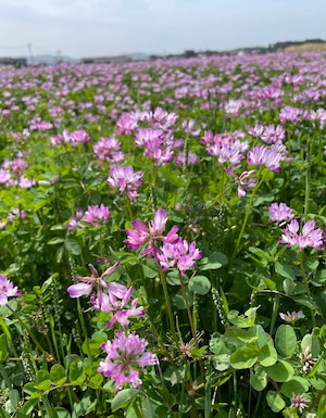 大自然米【3kg】精白米