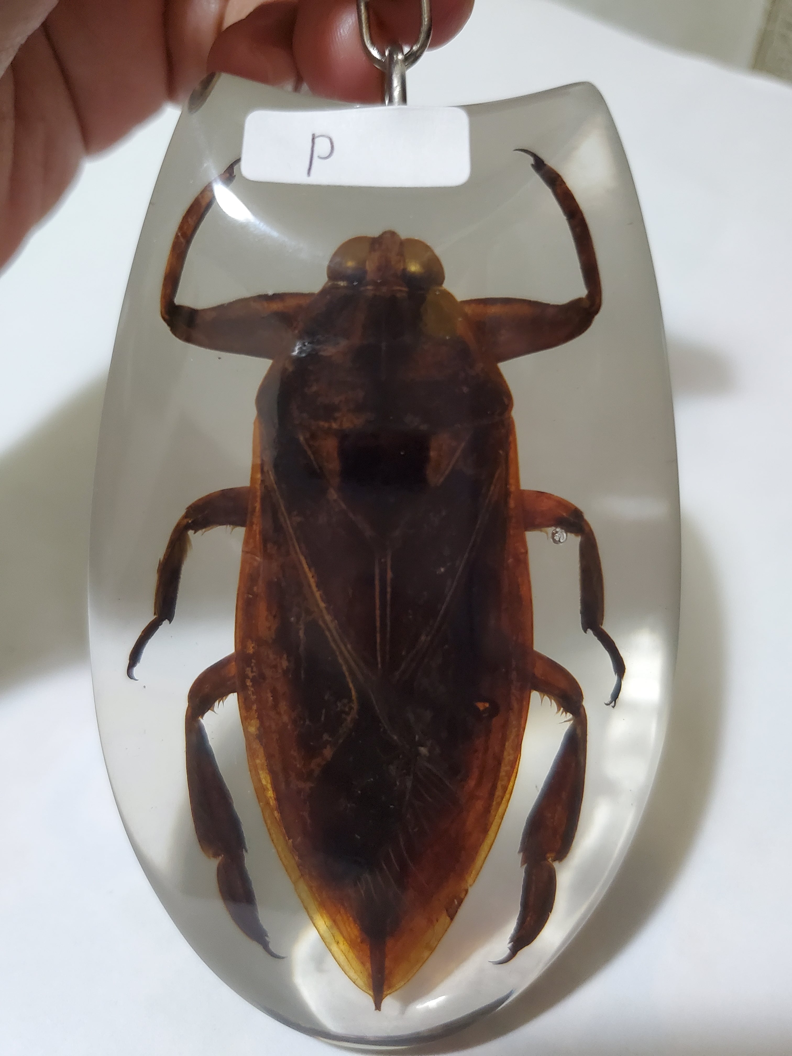 スハンダムカシタマムシ標本 | いんどねし屋 - Made in Indonesia by