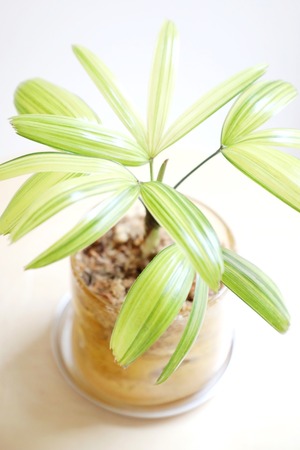 【S】観音竹 綾錦/Rhapis excelsa 'Ayanishiki'
