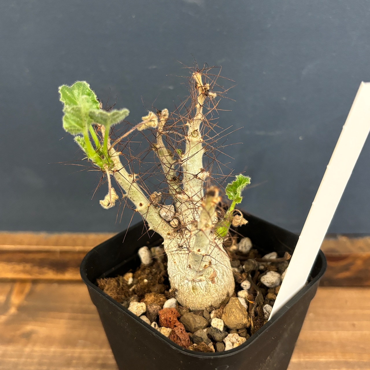 ヤトロファ マルギナータ【619】