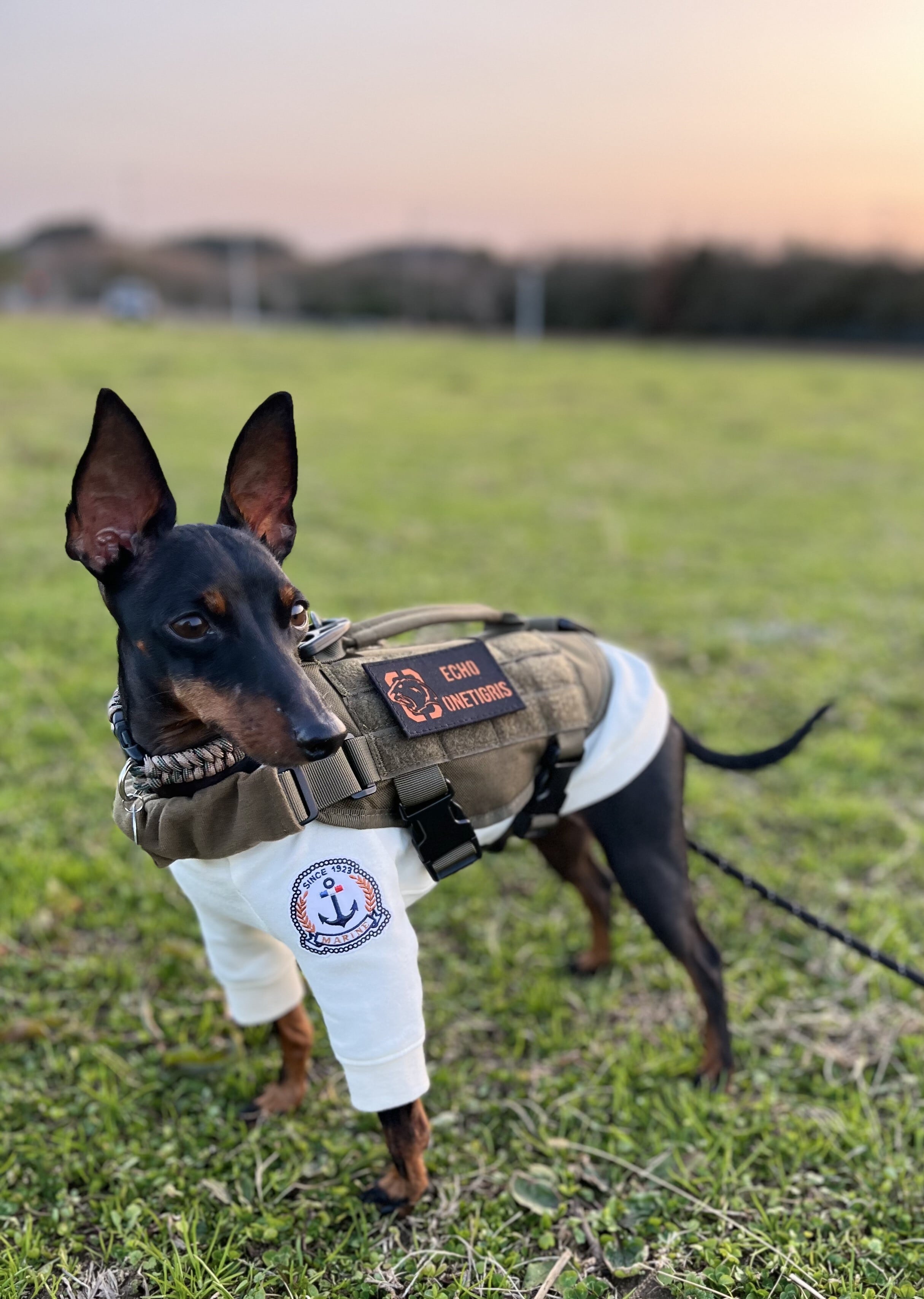 BEAST MOJO K9小型犬用ハーネス XS | echo chain