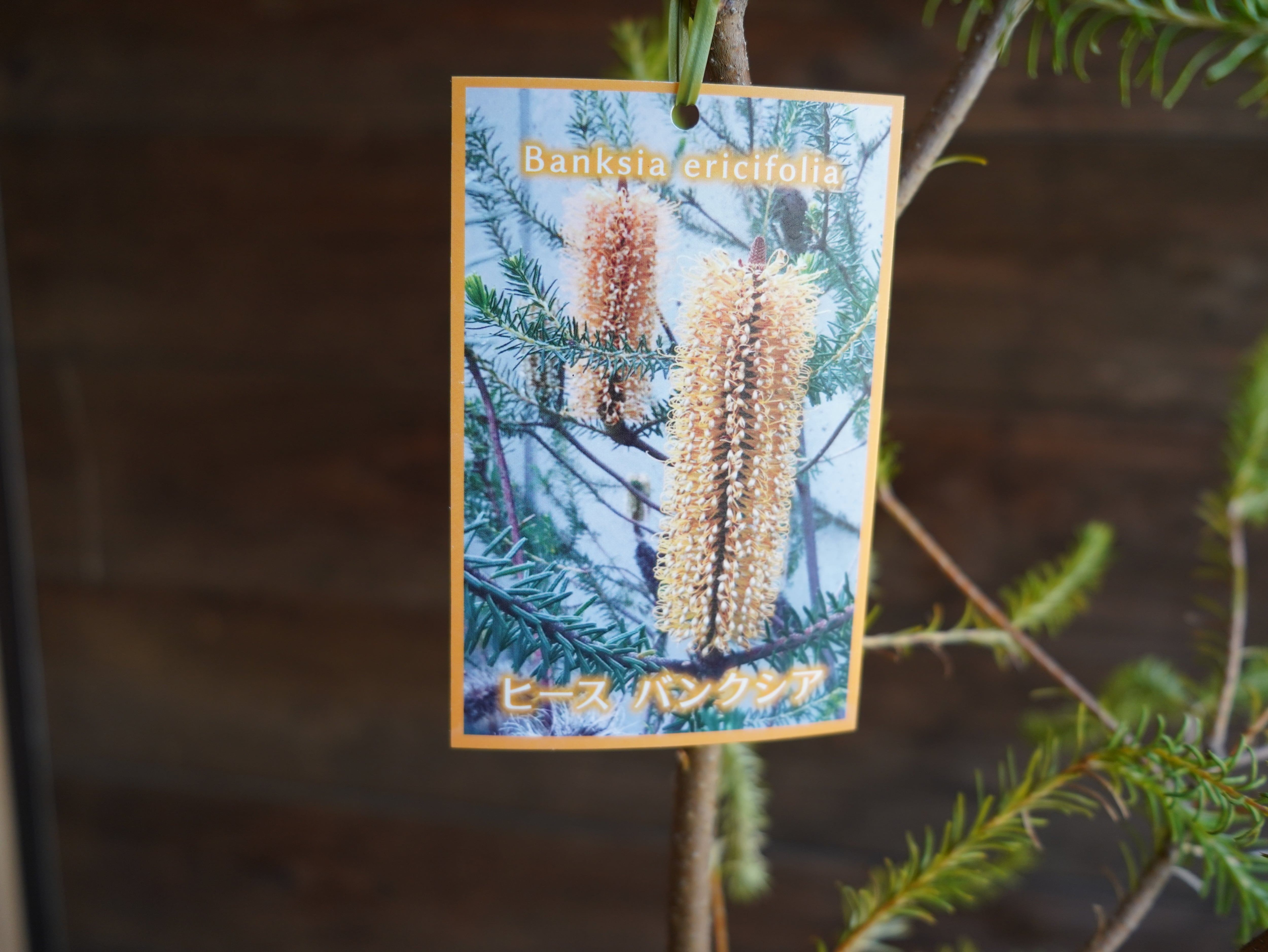 【現物】バンクシア　”エリシフォリア” (ヒースバンクシア)　A