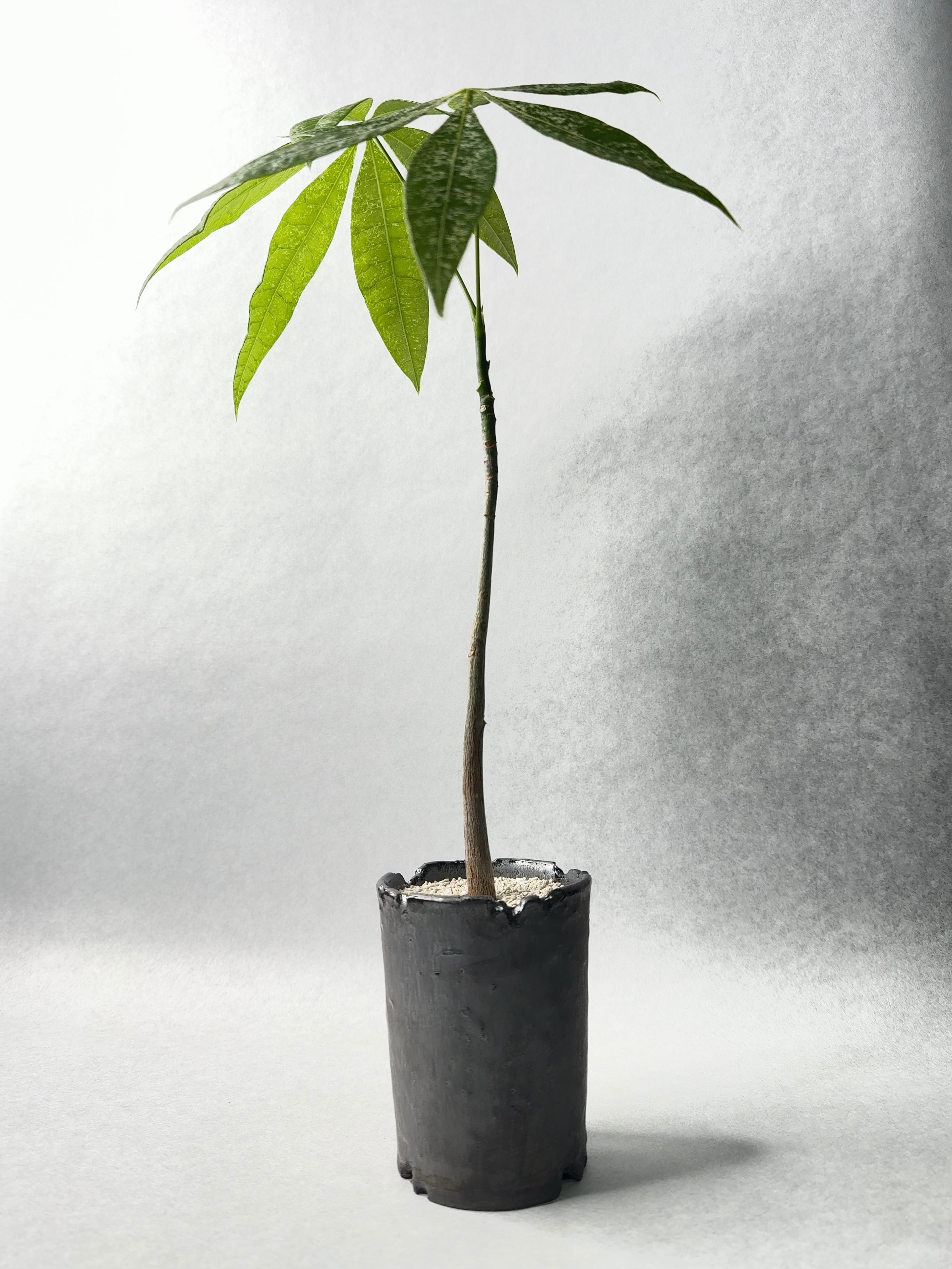 58.パキラ・ミルキーウェイ実生 | trigger