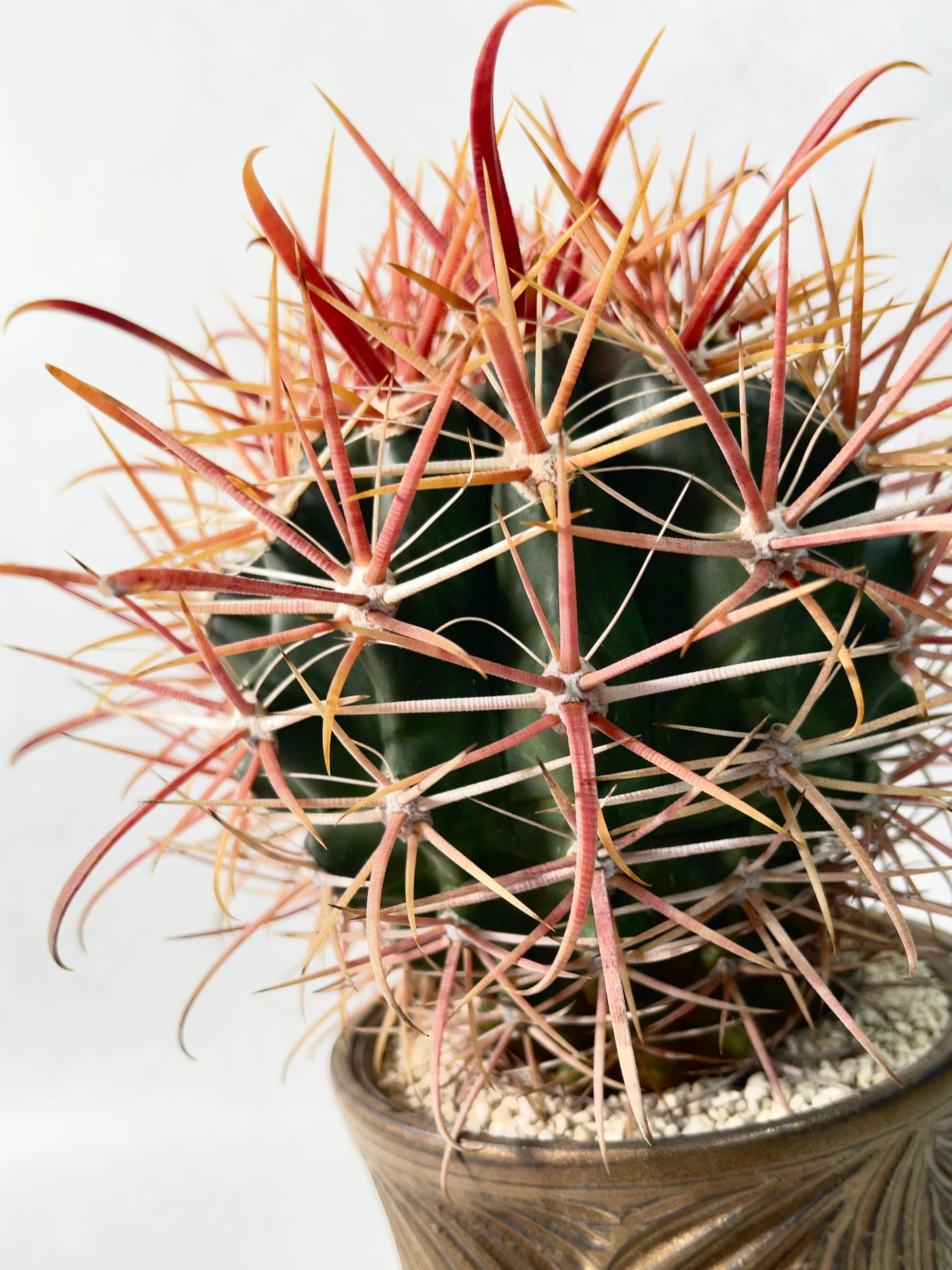 フェロカクタス・刈穂玉 | trigger