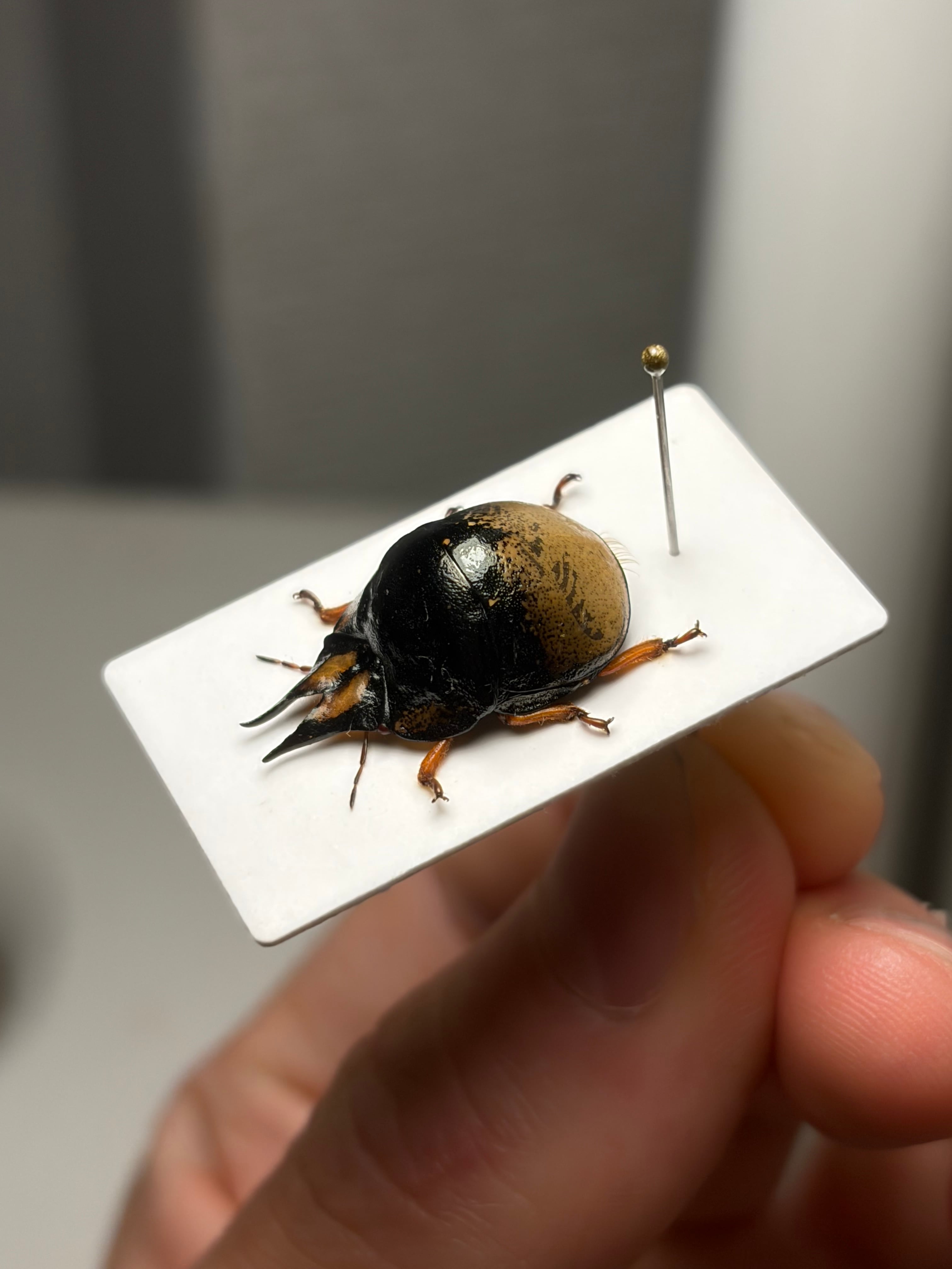 後脚に鋭い棘を持つヘリカメムシの一種 標本 ペルーハムシフンチュウ亀虫 19mm♂】クワガタマルカメムシ 昆虫標本 ゾウムシ ハムシ フンチュウ