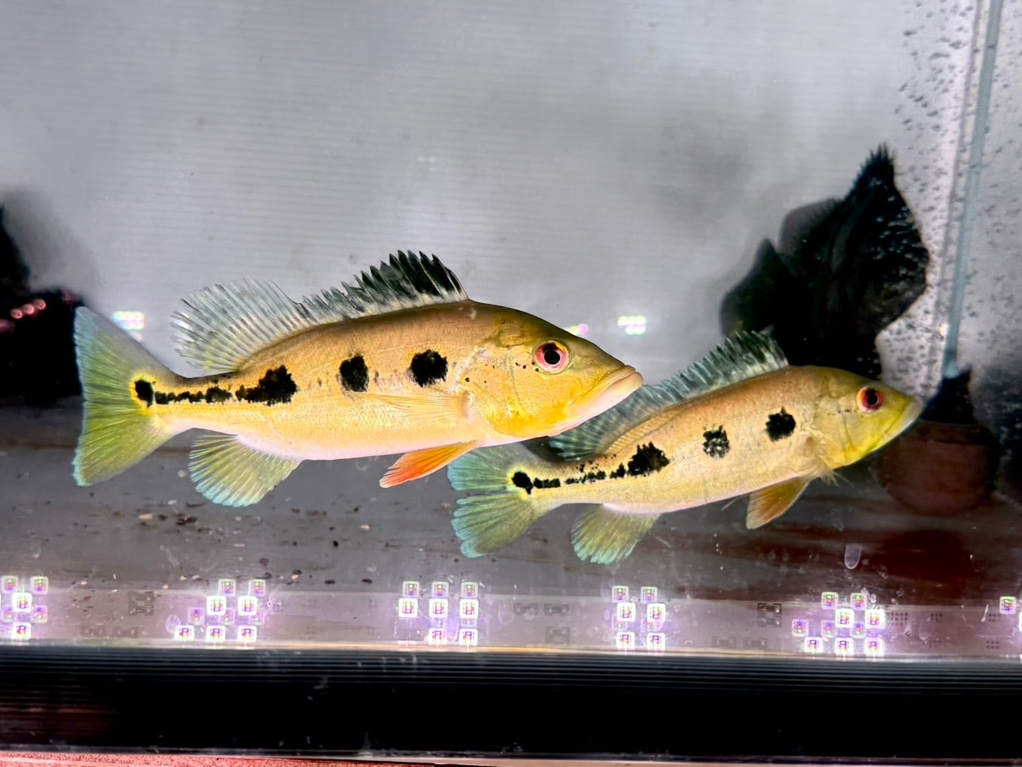 キクラ　三種 熱帯魚）キクラ・オリノセンシス（オリノコエンシス）Mサイズ