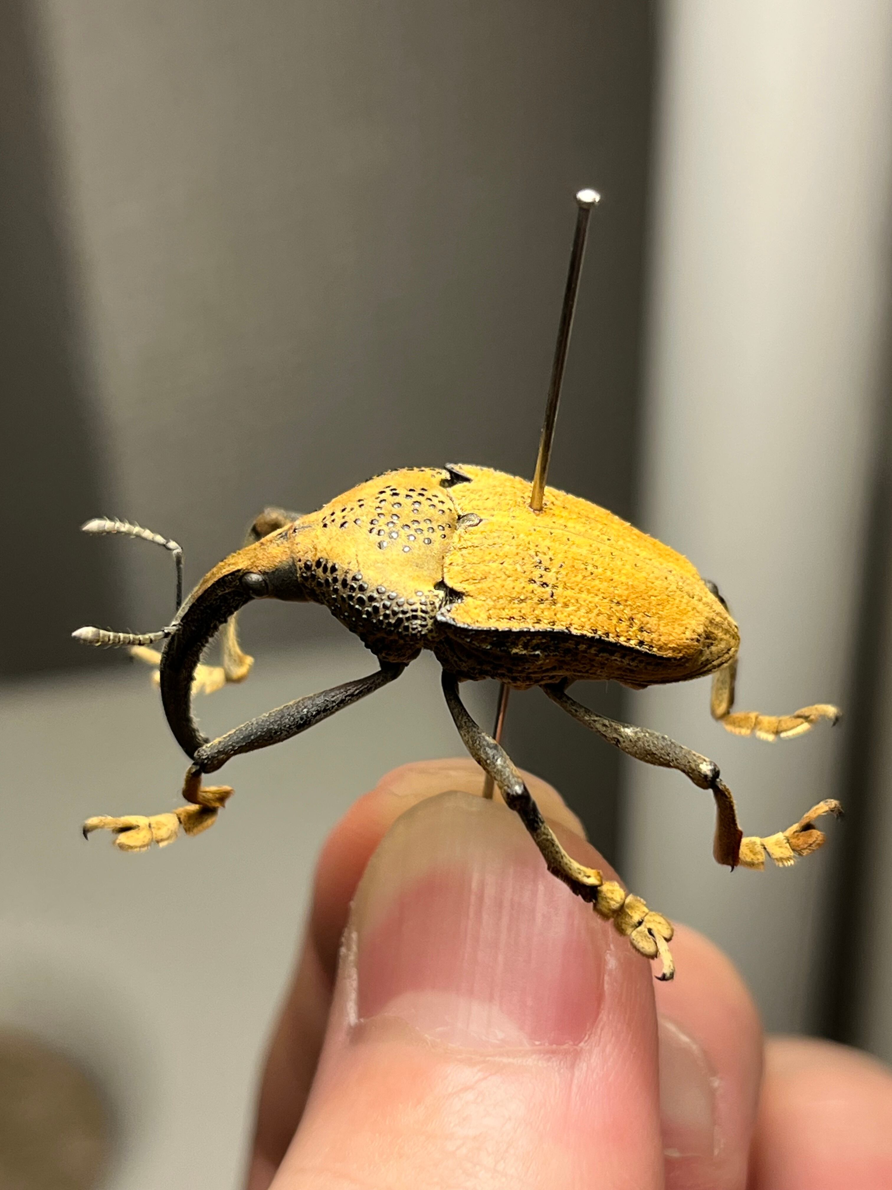 ブラジルのシギゾウムシ 標本カミキリ昆虫ゼリー標本甲虫フンチュウフンコロガシ ブラジルのシギゾウムシ 標本カミキリ昆虫ゼリー標本甲虫フンチュウ