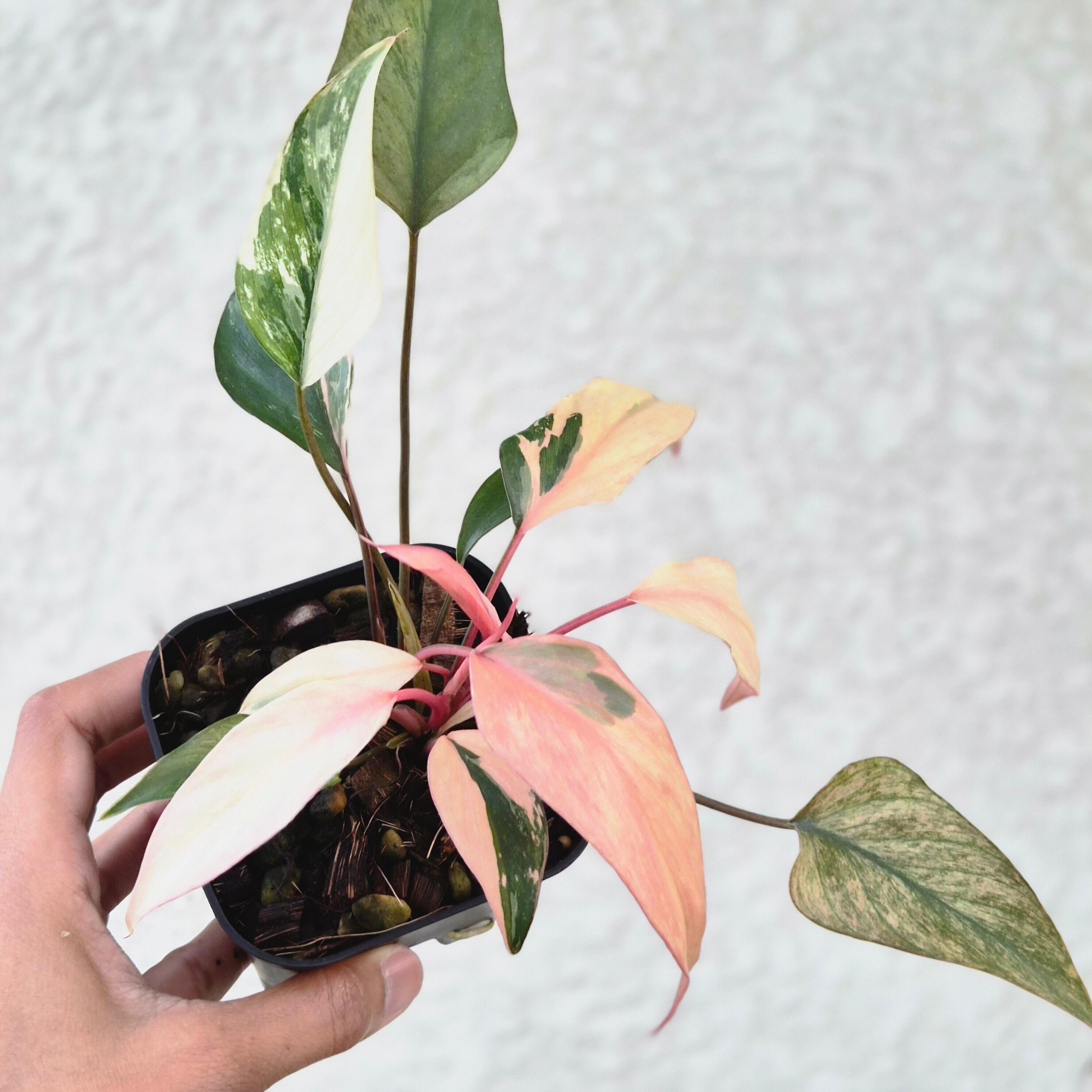 Homalomena cf. aromatica (Spreng.) Schott. ホマロメナ・アロマティカ