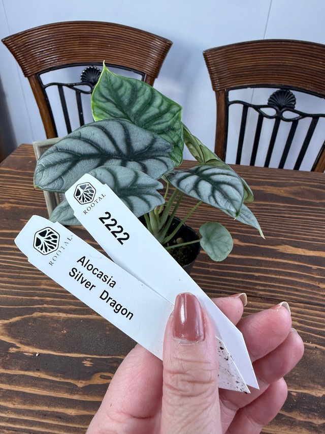 ★2222　アロカシア　シルバードラゴン　(3号ポット)※送料無料（一部除く）
