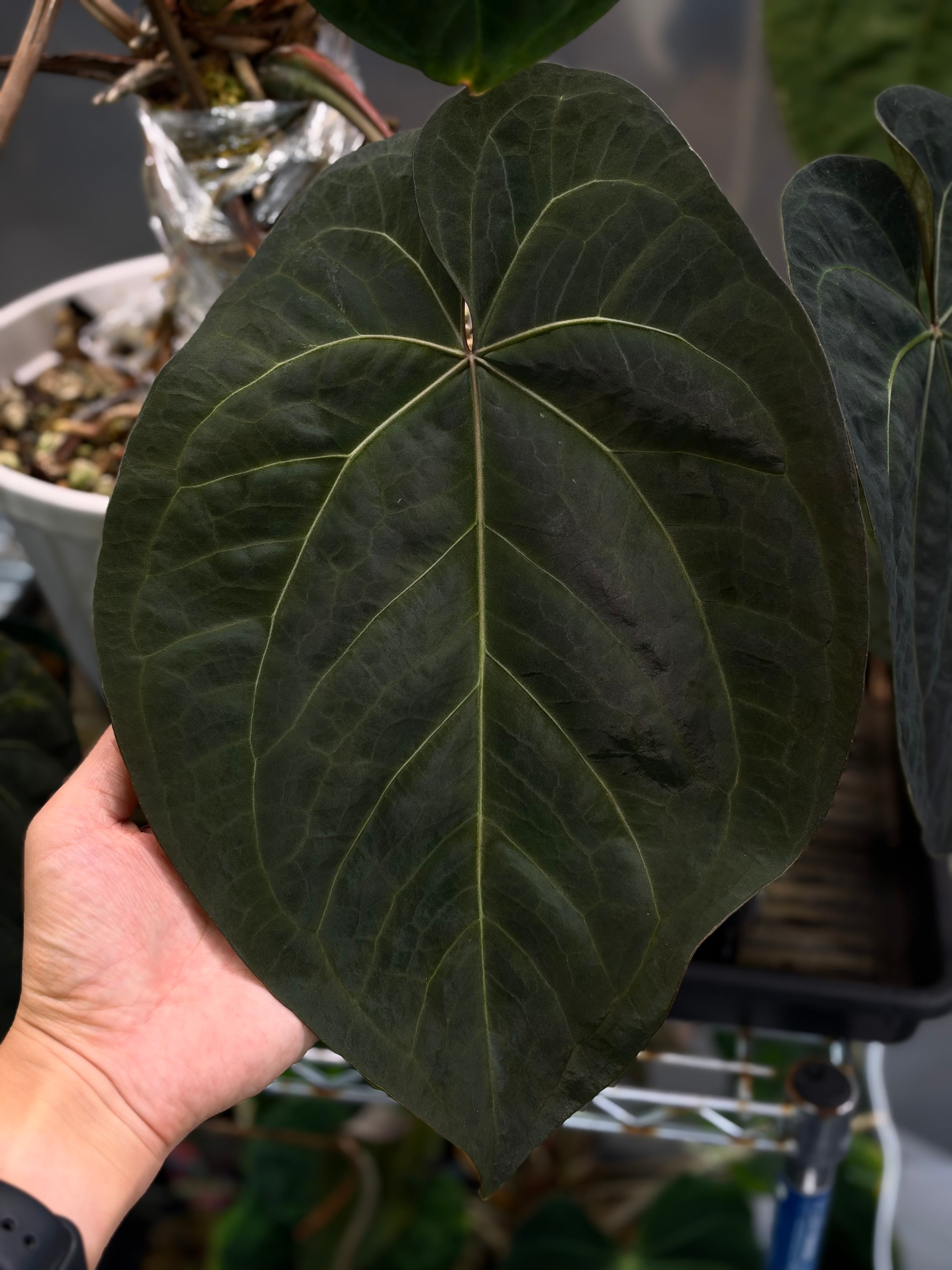 anthuroom