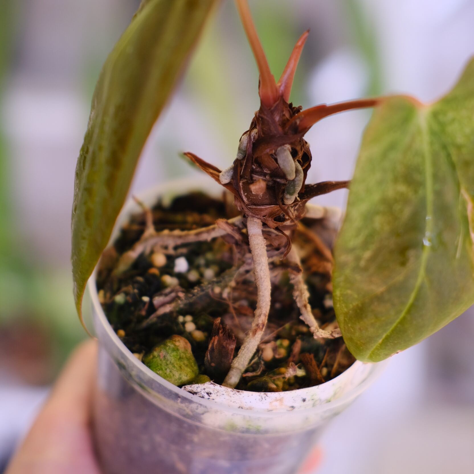 パピリラミナム(FS)×アンスリウム エース オブ スペード(AOS