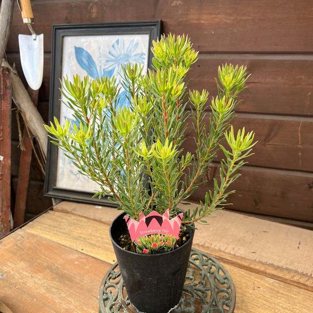 リューカデンドロン　ストロベリーフェア②