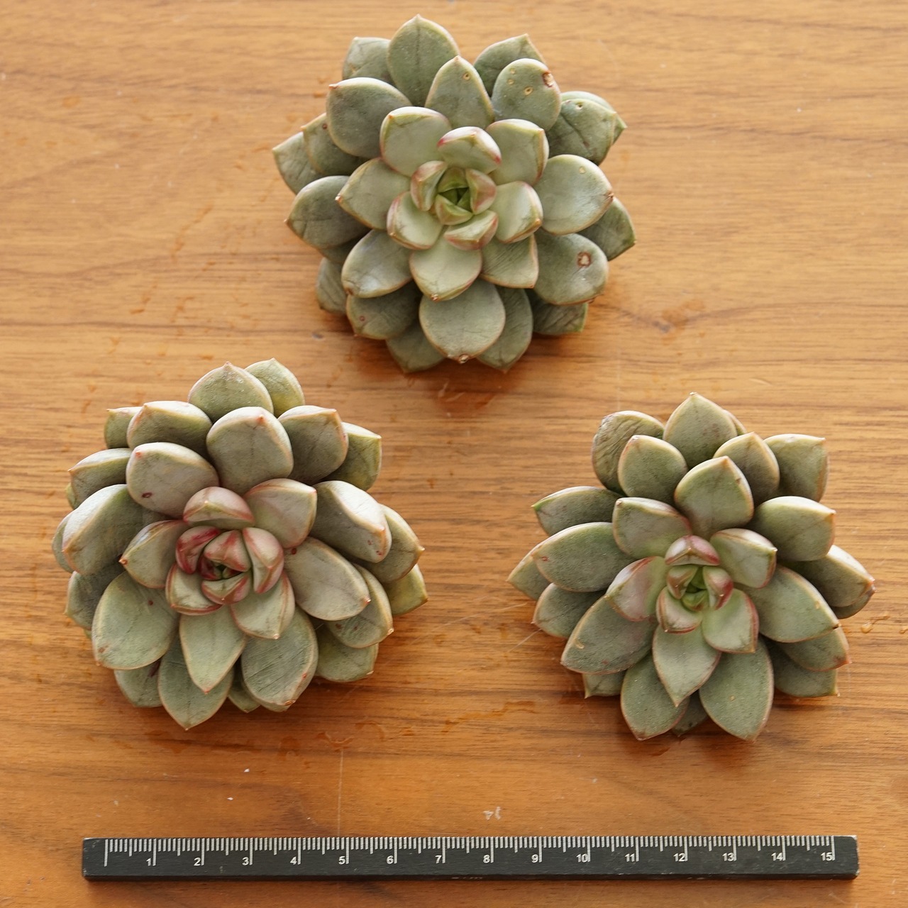 カット苗 アメトルム 大株 Graptoveria 'Amethorum'
