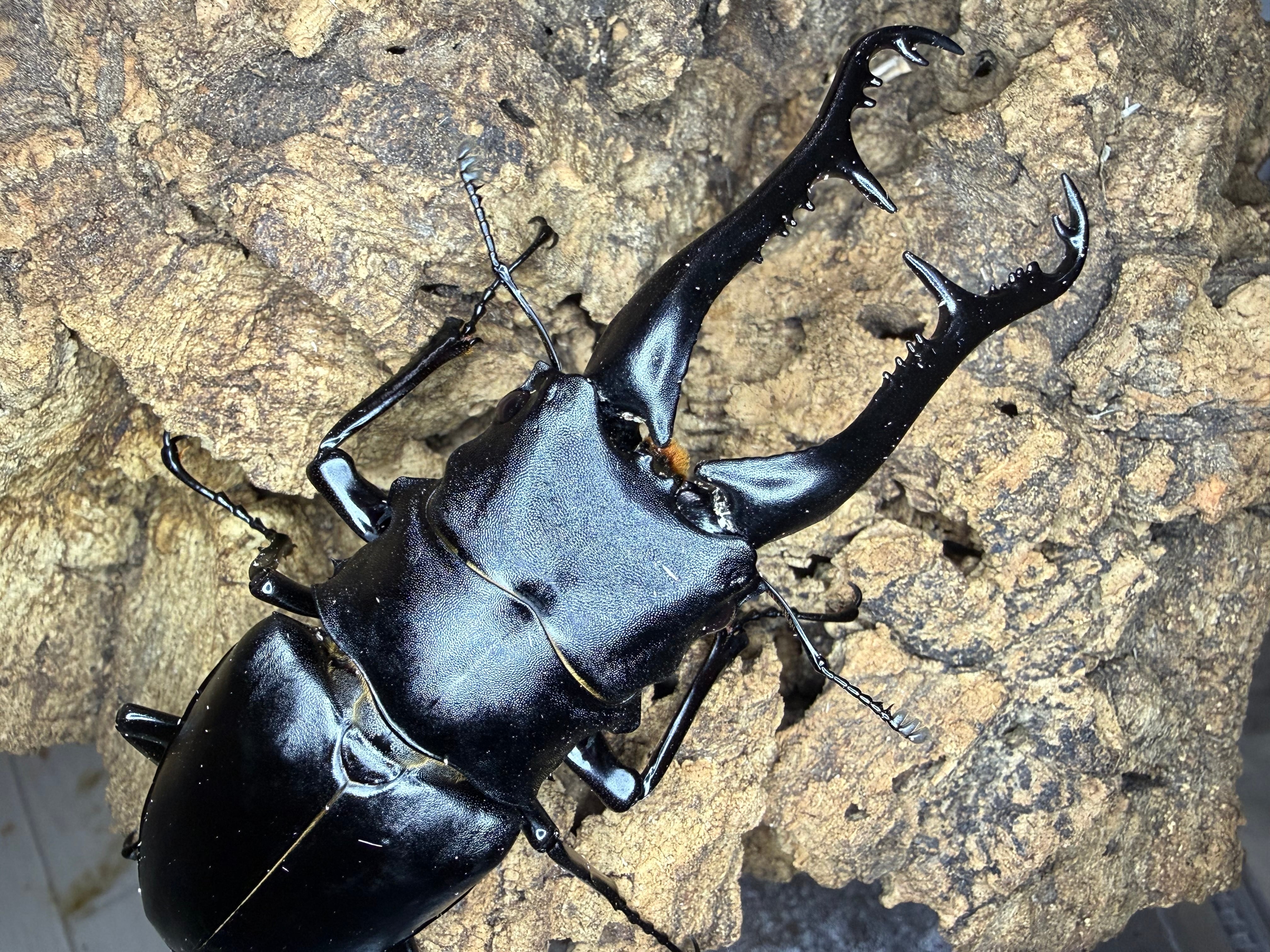 dream insect