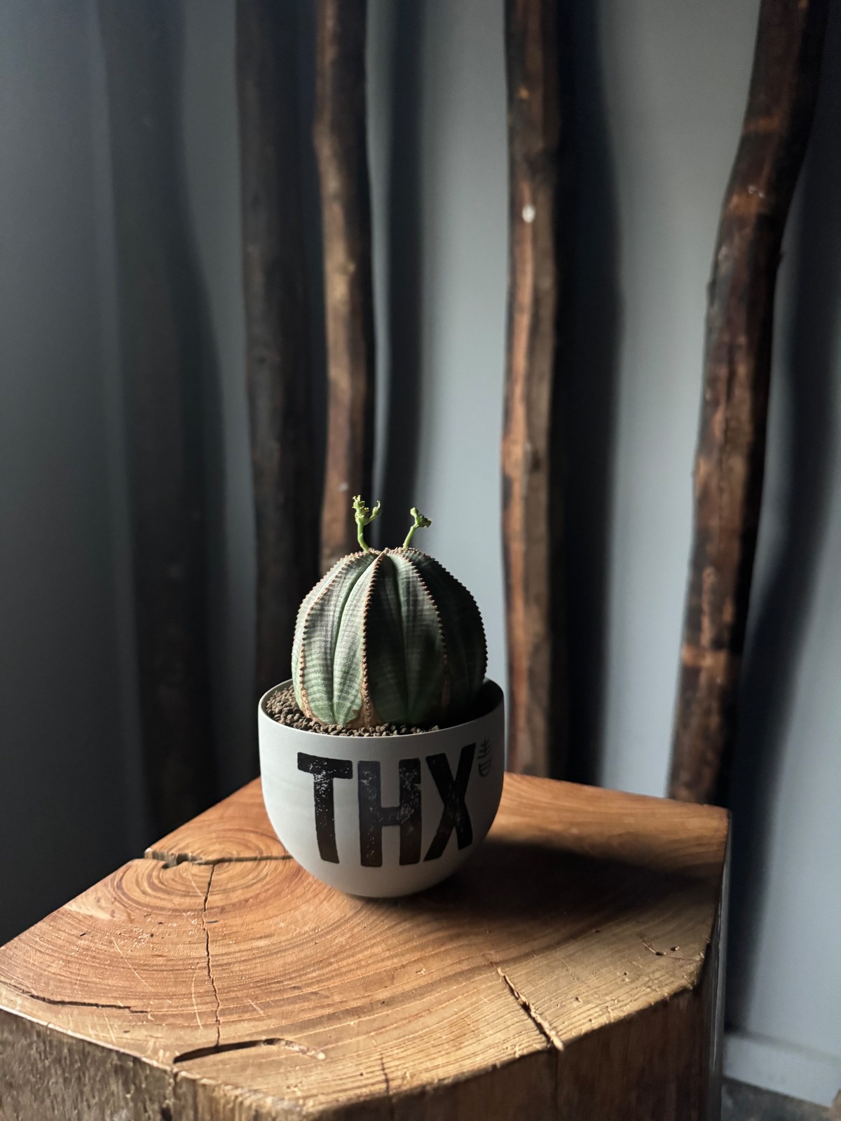 新着】Euphorbia Obesa × VALIEM GHOST“THX鉢”青坊主別注 Gray Color 