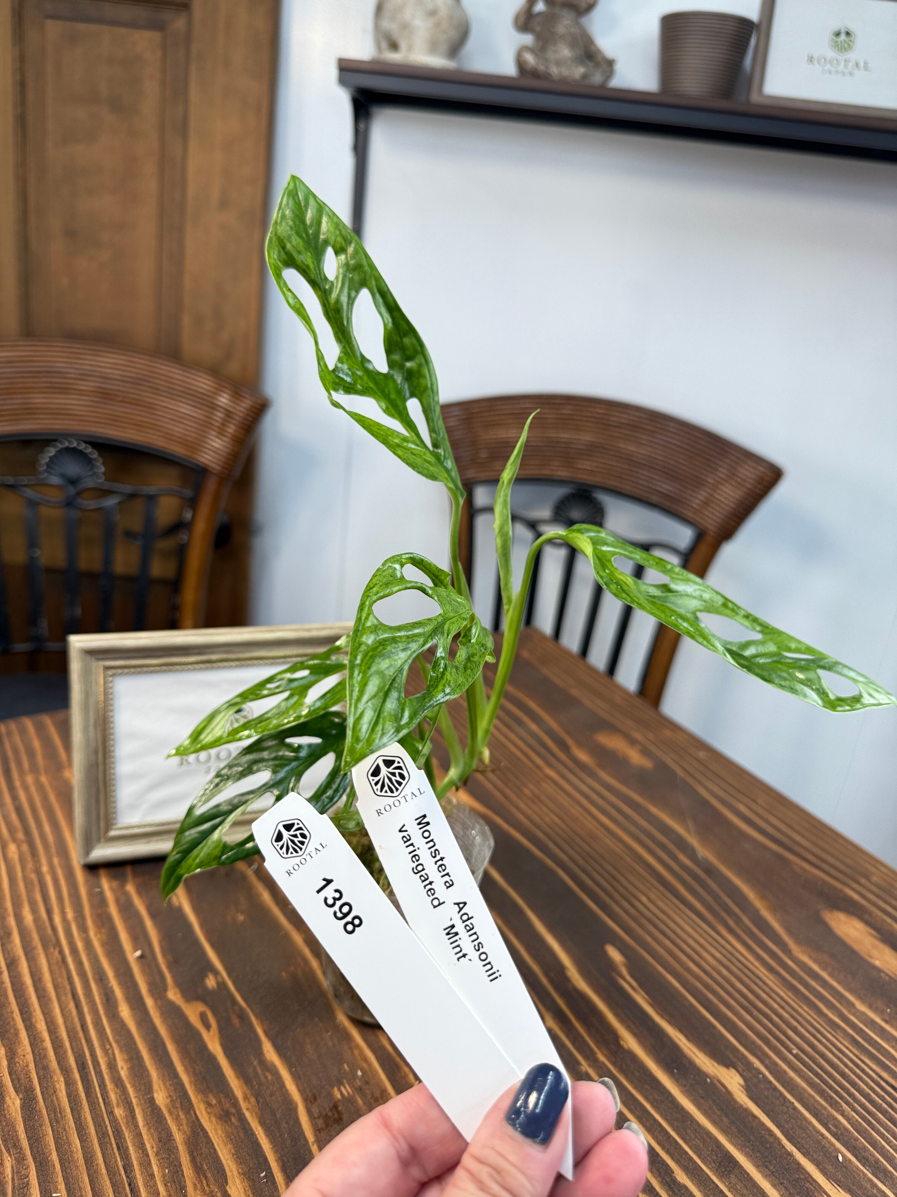 モンステラ・ポトス choco 940118-5.jpg