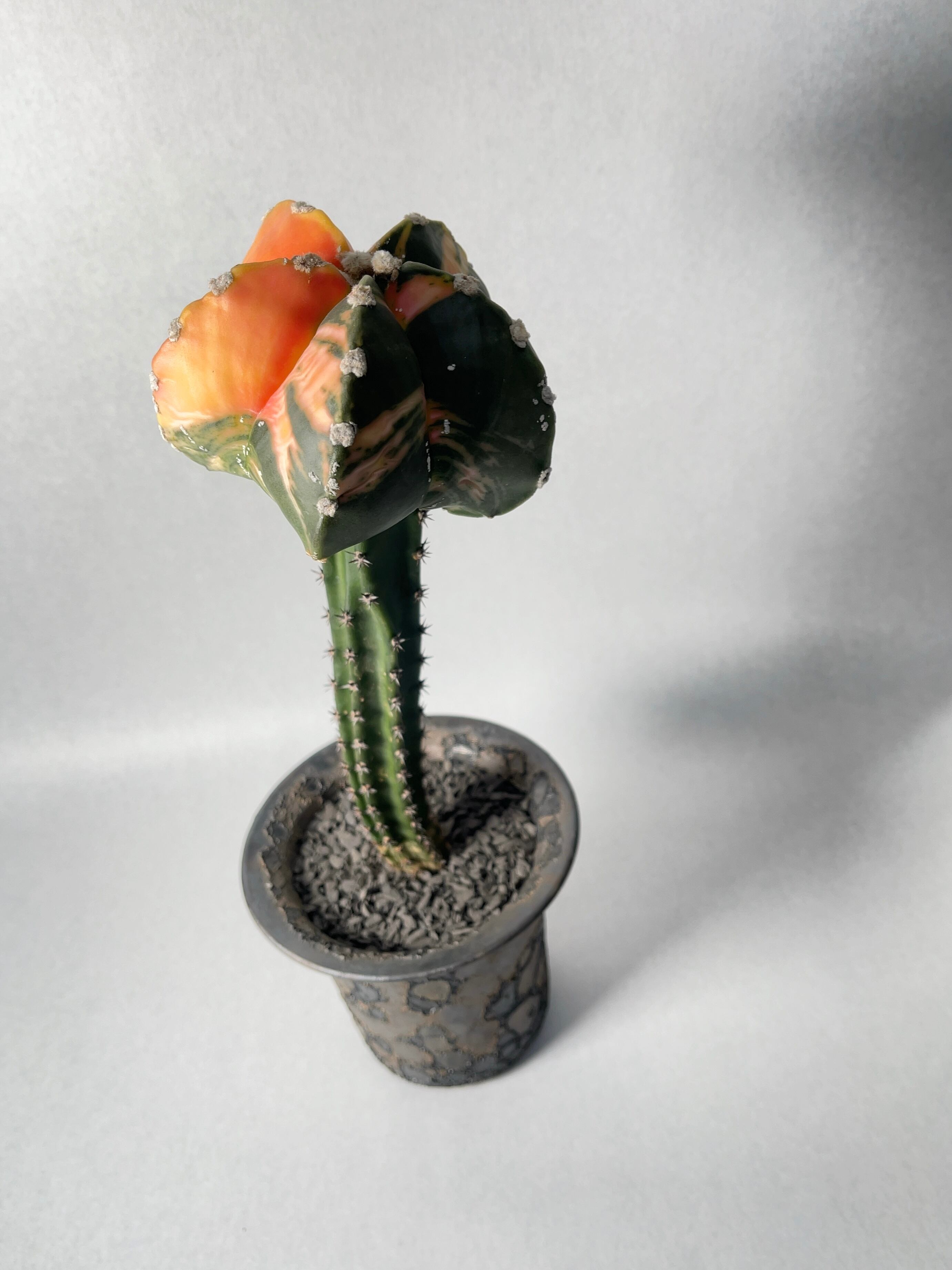 アストロフィツム・碧瑠璃鸞鳳玉錦 | trigger