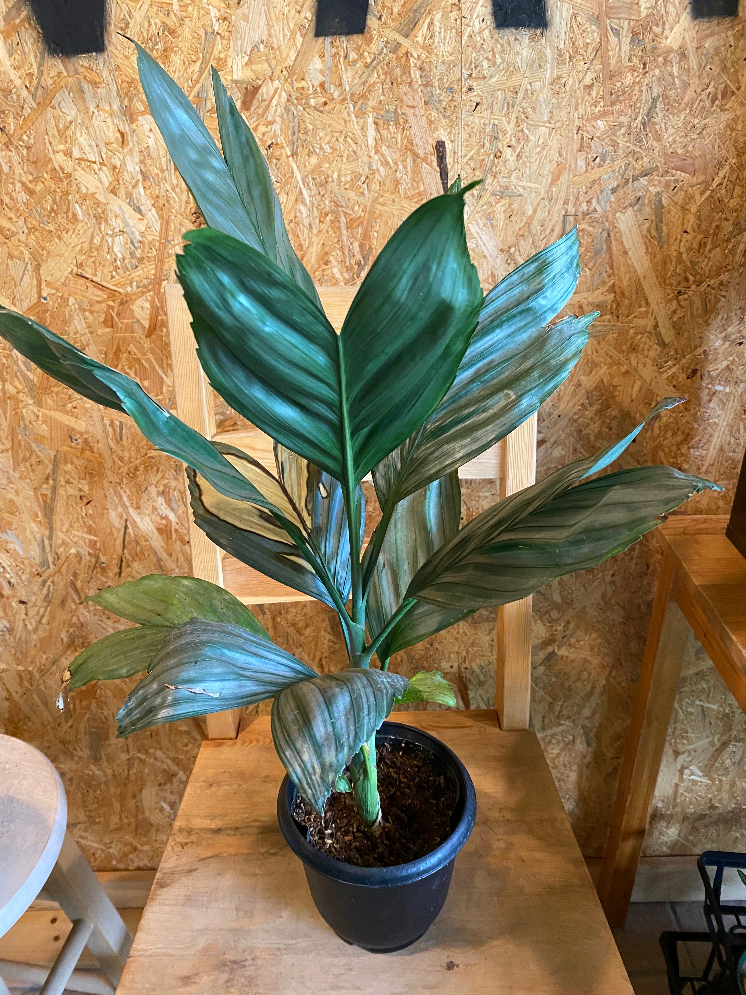 チャメドレア メタリカ H65cm W38cm 口径15cm | Garden Varejo