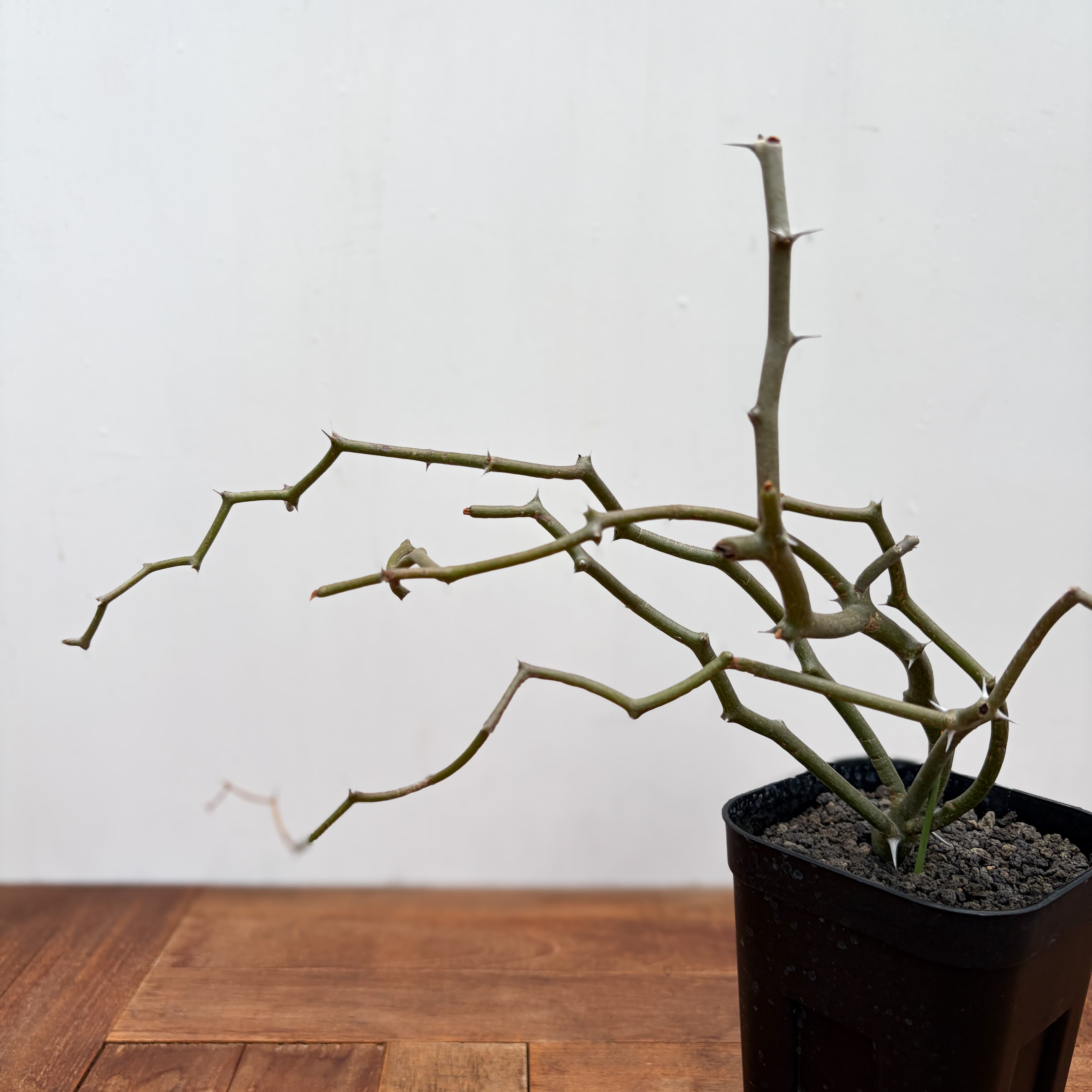 Decarya madagascariensis【デカリヤ・マダガスカリエンシス