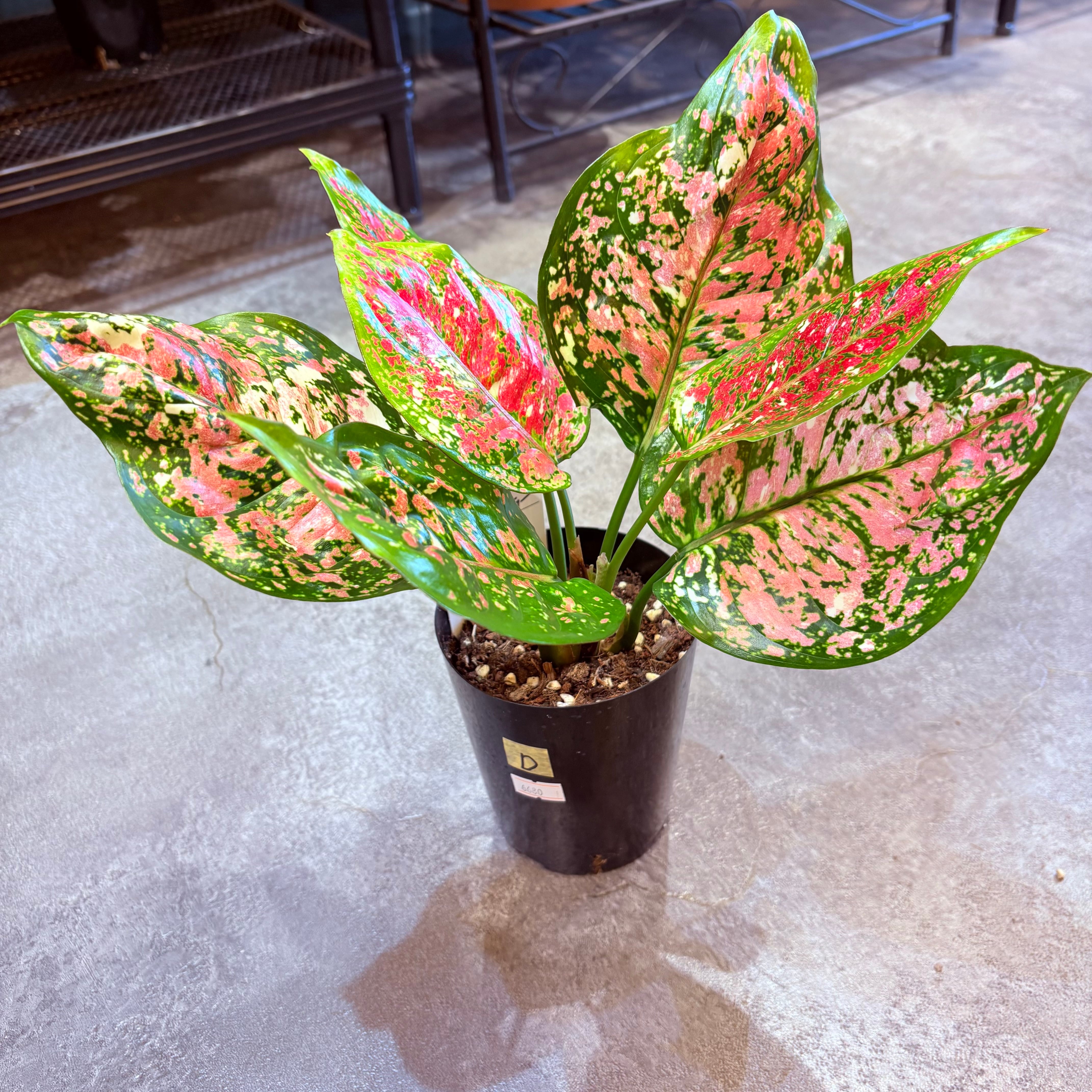 アグラオネマ アンヤマニートリカラー 3.5号 D | Green Vibes 宇都宮市