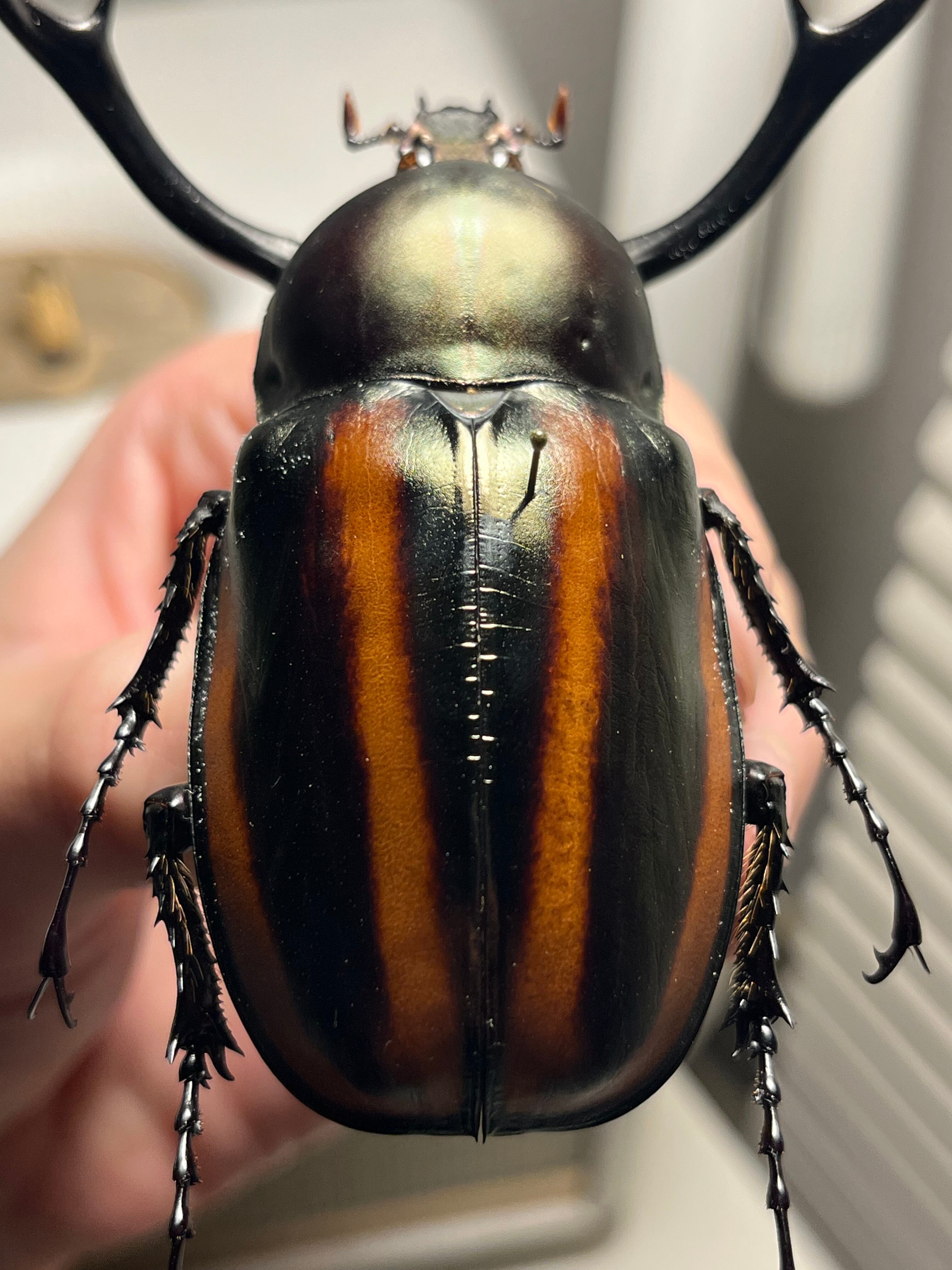 【手長黄金最高峰】セスジドウナガテナガコガネ 特大標本 プラチナコガネ 手長黄金最高峰】セスジドウナガテナガコガネ 特大標本 プラチナコガネ
