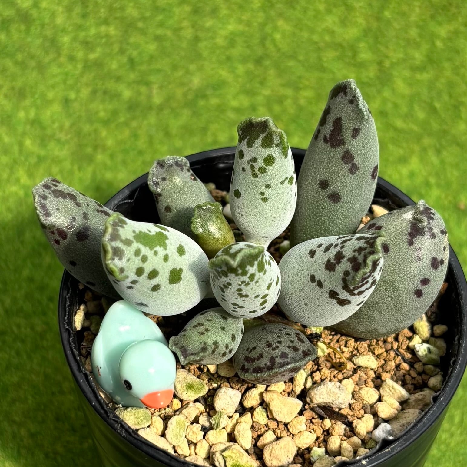 ピンクルルビー錦 | 多肉植物 豆彦商店