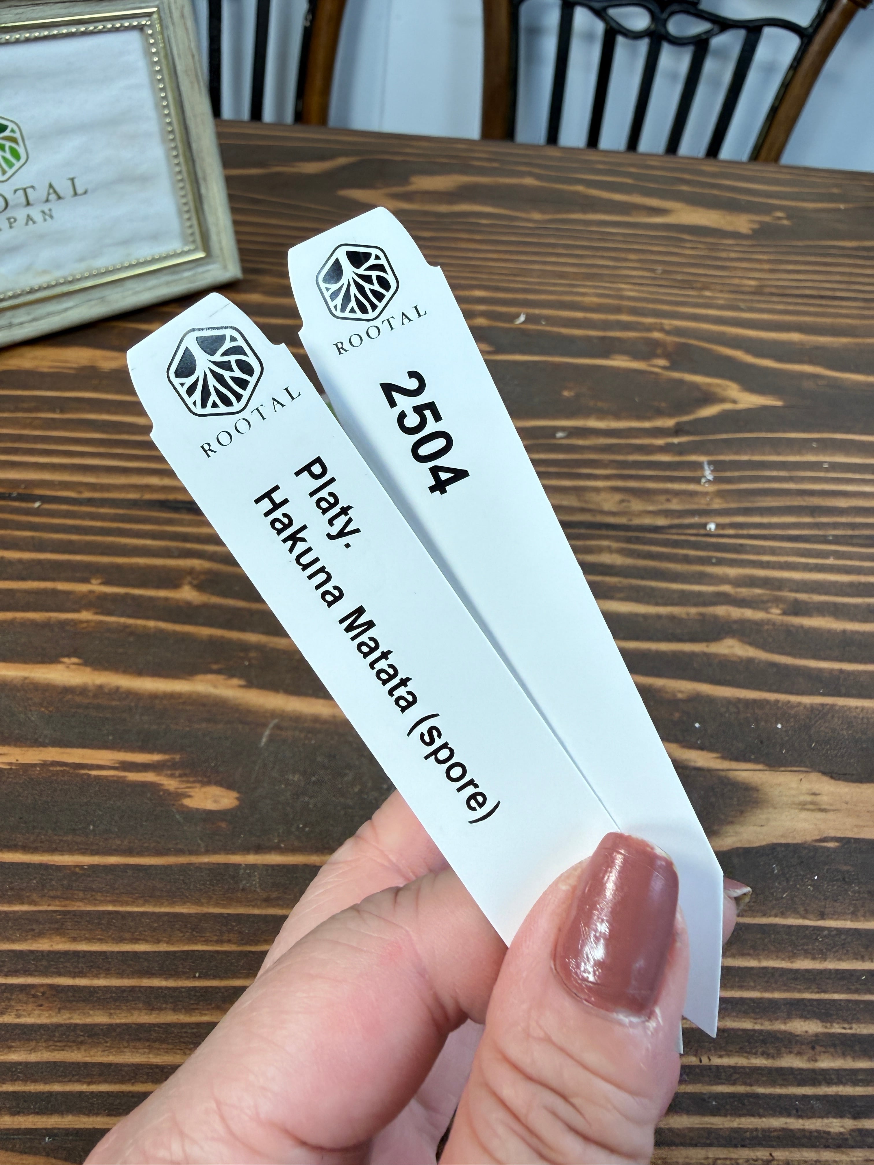 ★2504【やさしさ宿る】ビカクシダ ハクナマタタspore(2号ポット)