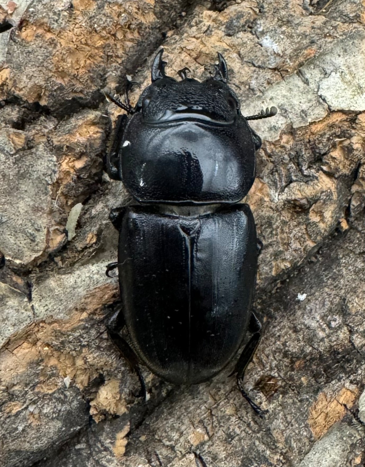 【WD】《ミンダナオヒラタクワガタ 82mm ペア》