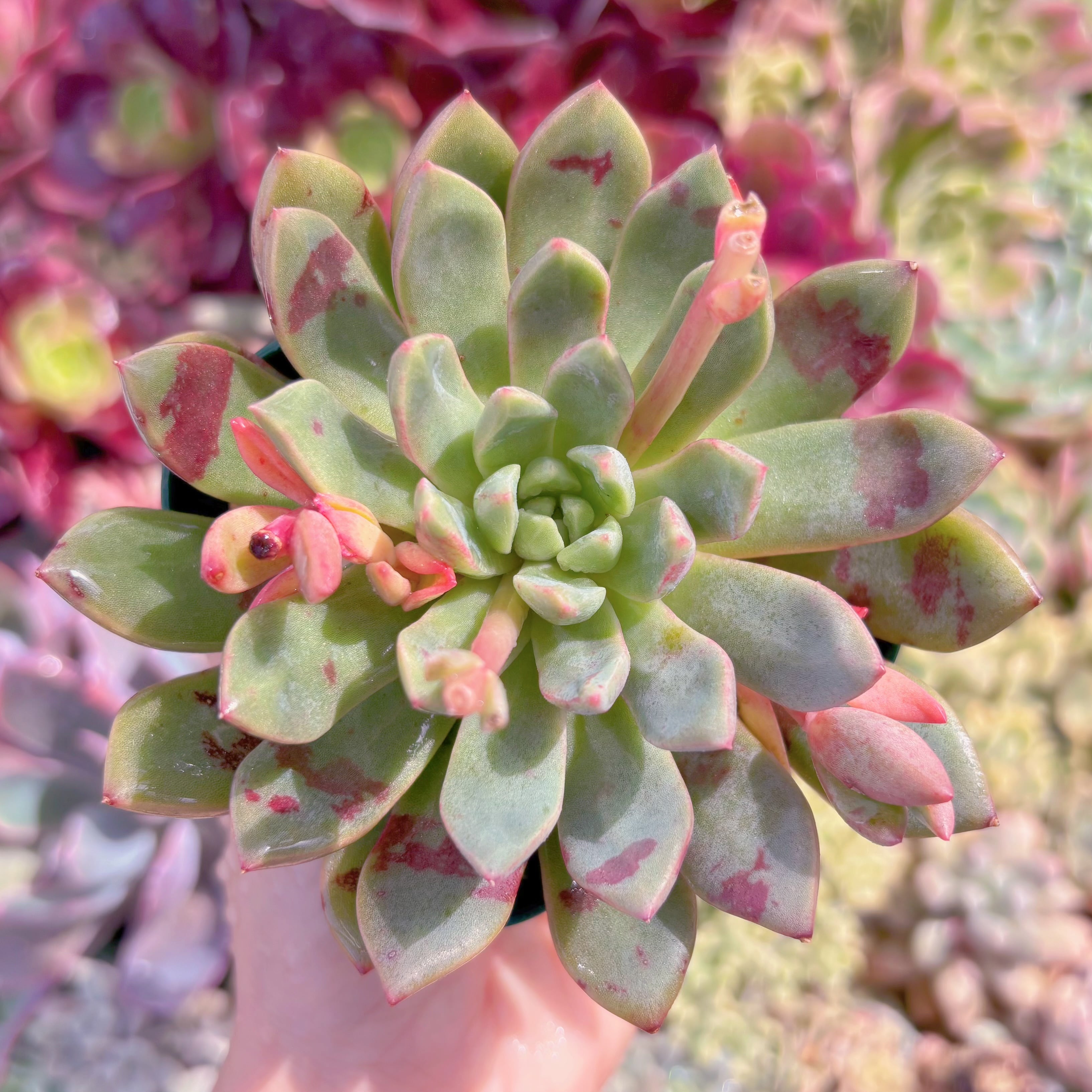 現品　ブラッドスワロー#283　大苗　るる農園