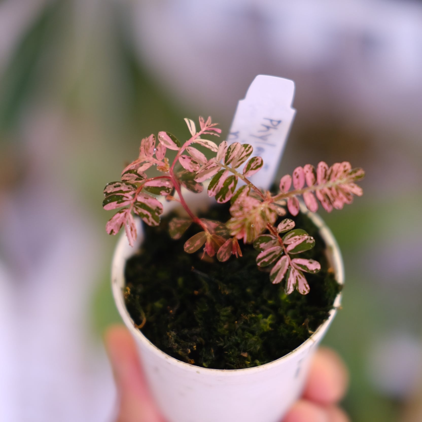 Phyllanthus urinaria Pink｜フィランサス・ウリナリア Phyllanthus urinaria 'Pink Variegated'│フィランサス・ウリナリア