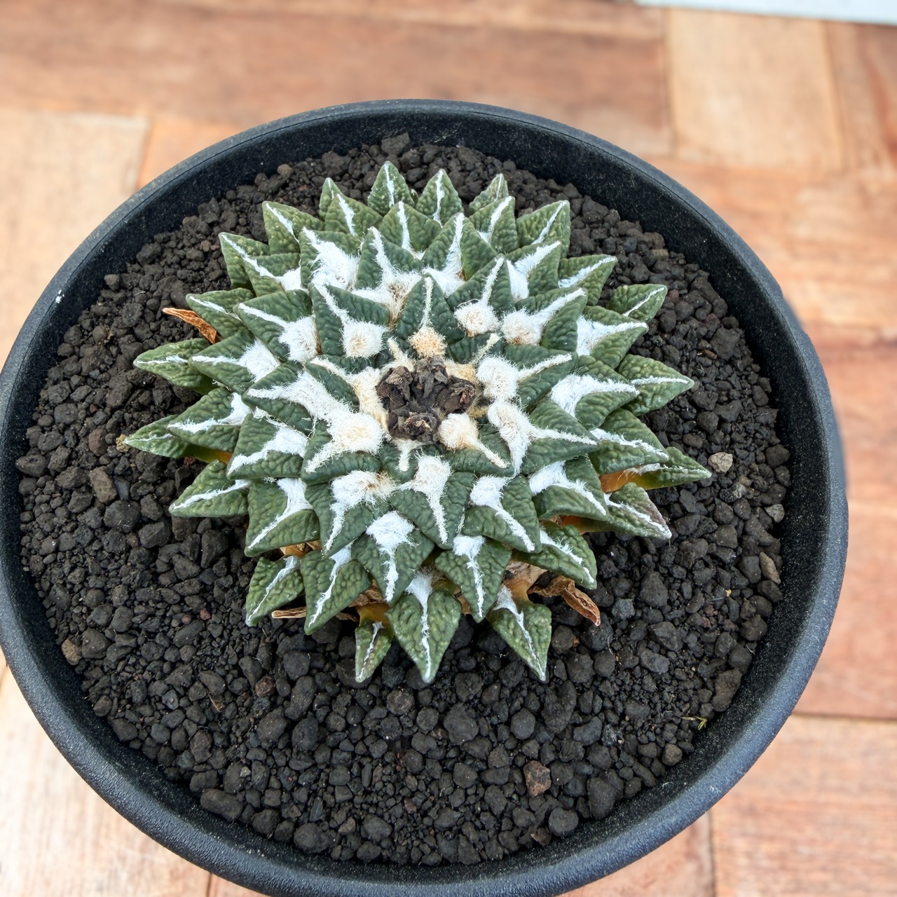 Ariocarpus kotschoubeyanus【アリオカルプス・黒牡丹】