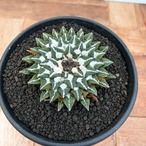 Ariocarpus kotschoubeyanus【アリオカルプス・黒牡丹】