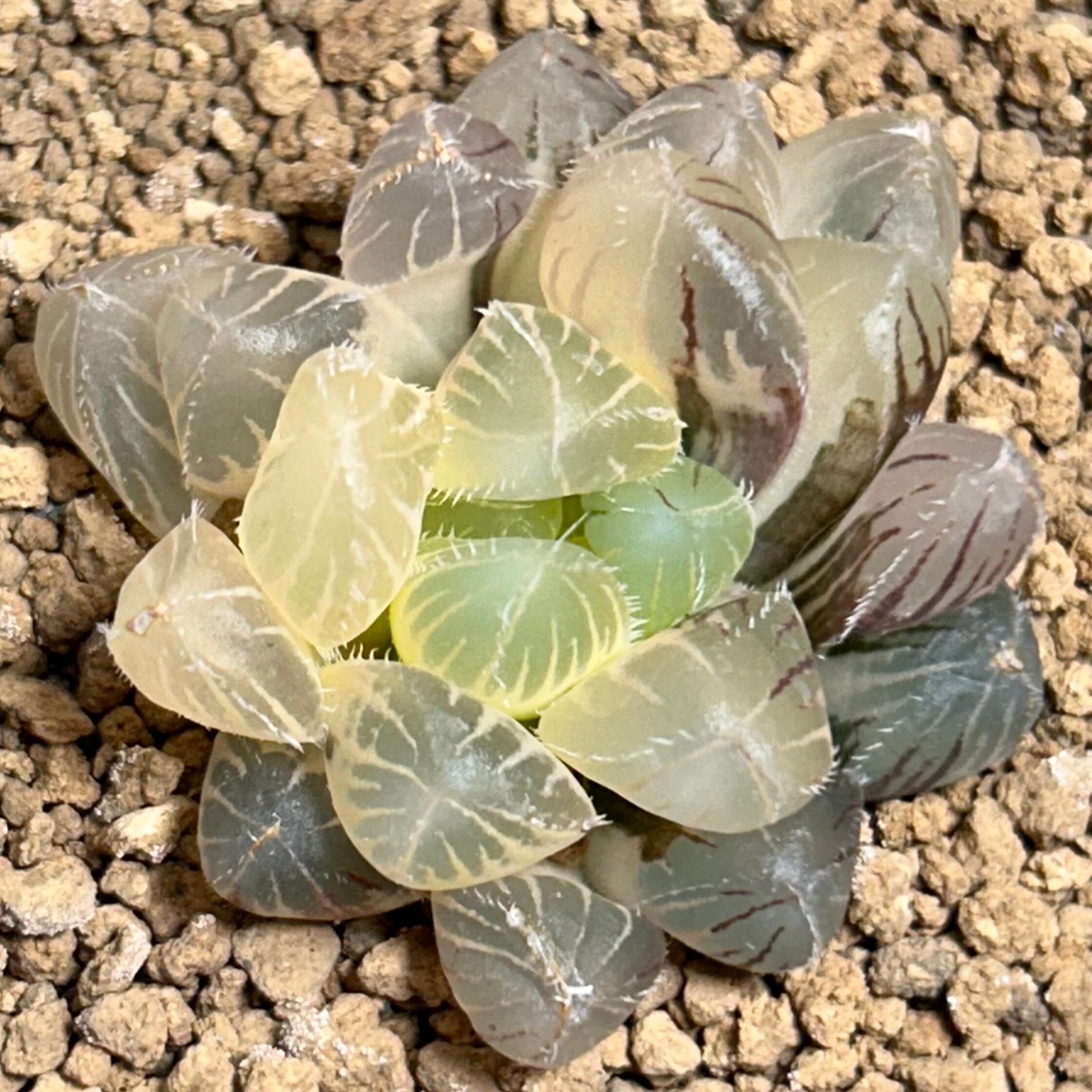 錦 | RuPo 多肉植物専門店