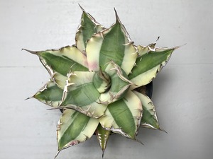 アガベ チタノタ ’スナグルトゥース’