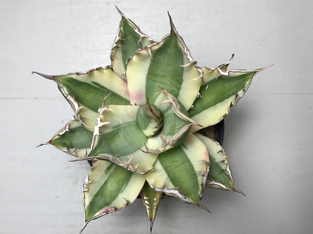 アガベ チタノタ ’スナグルトゥース’