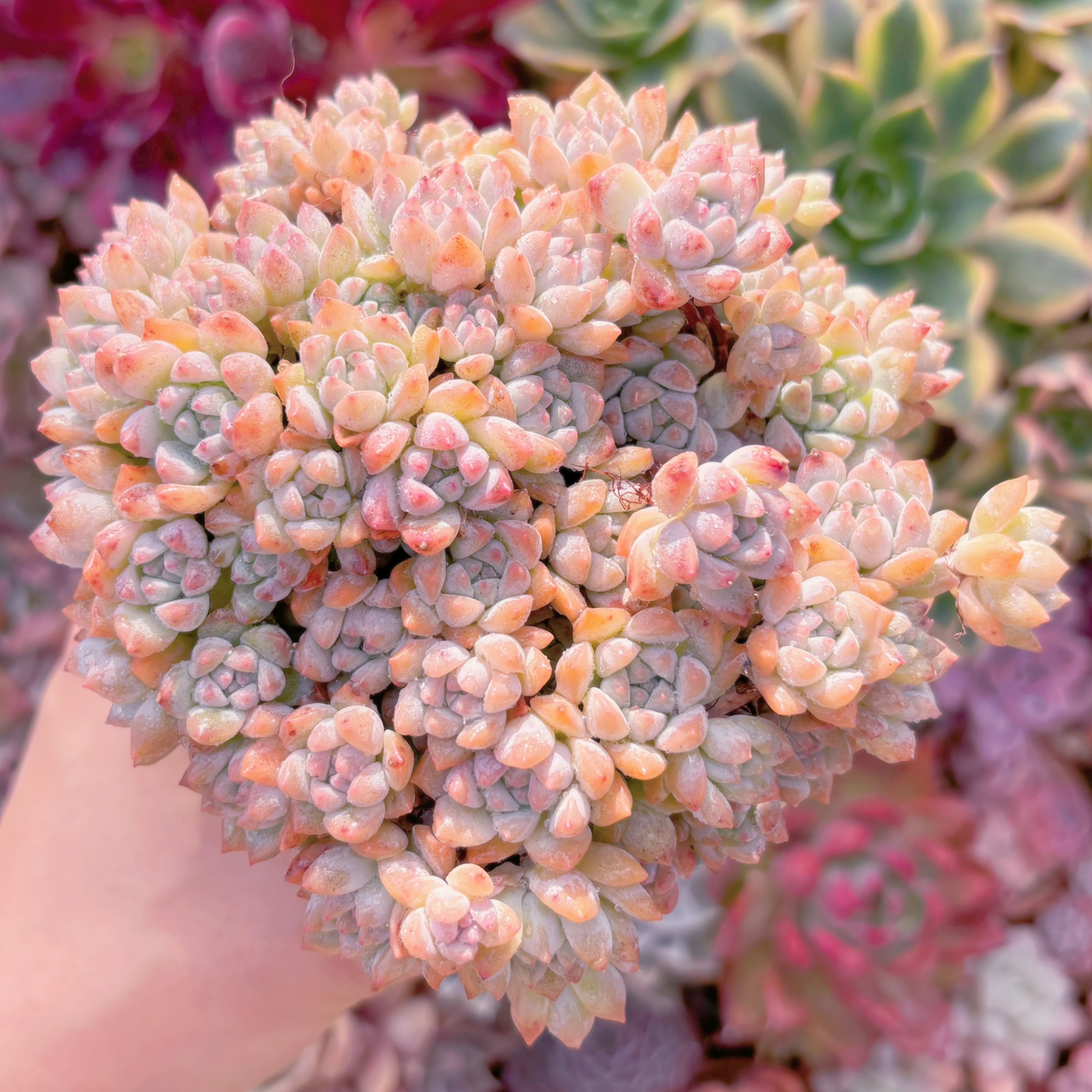 多肉植物　プロリフィカ　大群生　新入荷　るる農園