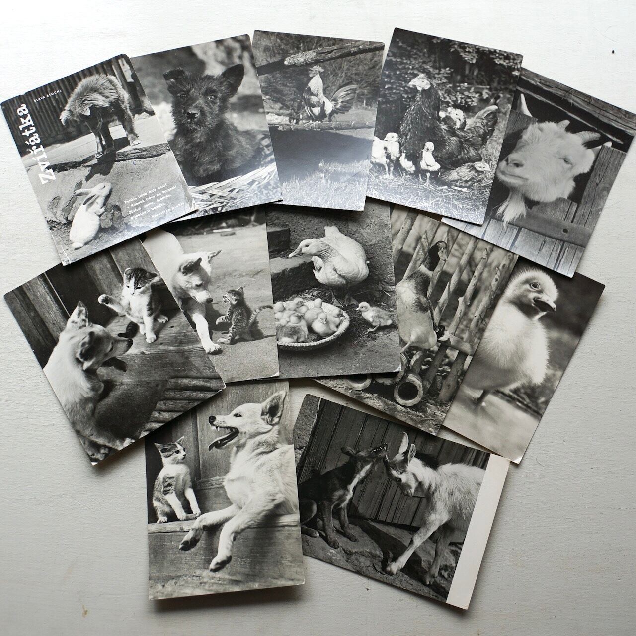 チェコ　動物写真のヴィンテージポストカードセット