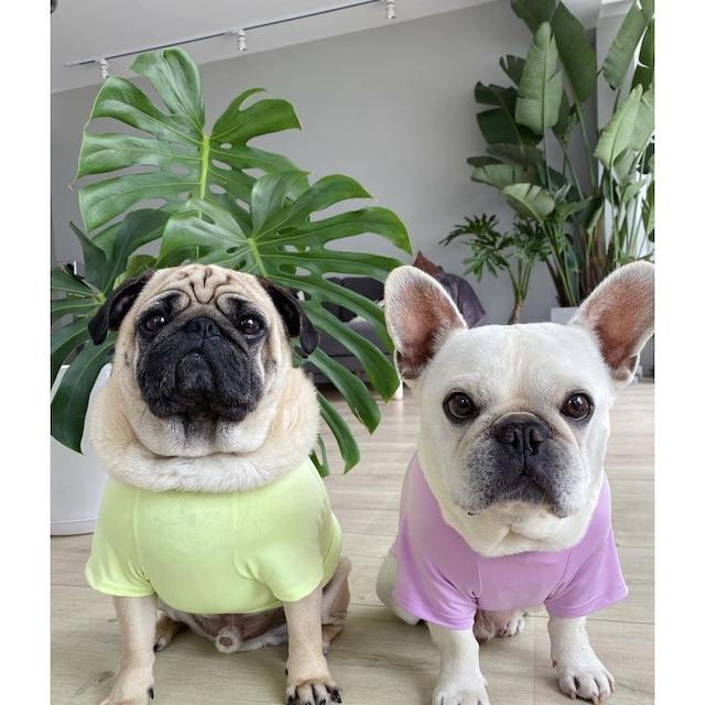 Dog wear  -summer wear-  2colors　　dogw-190