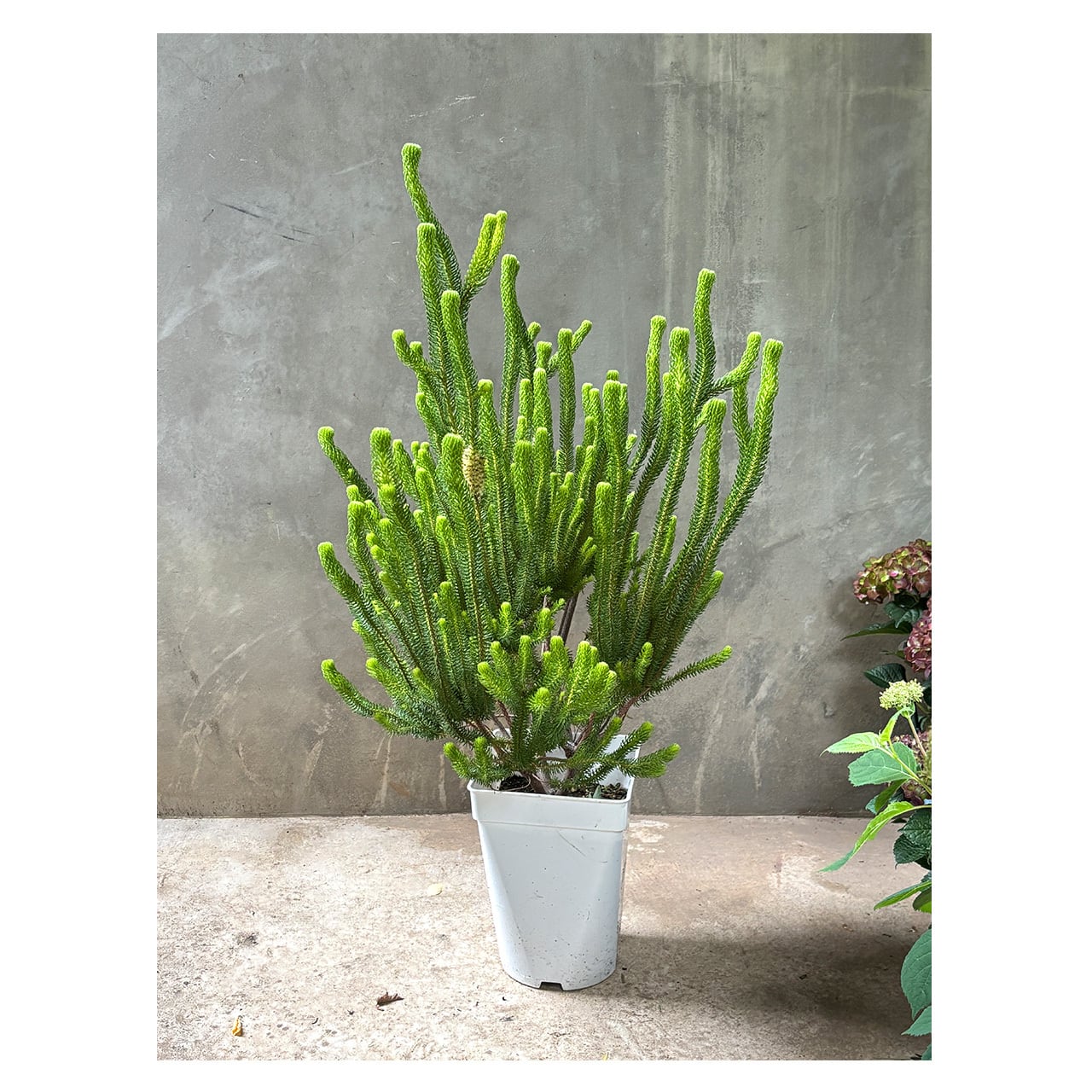 Erica sessiliflora | Seeding