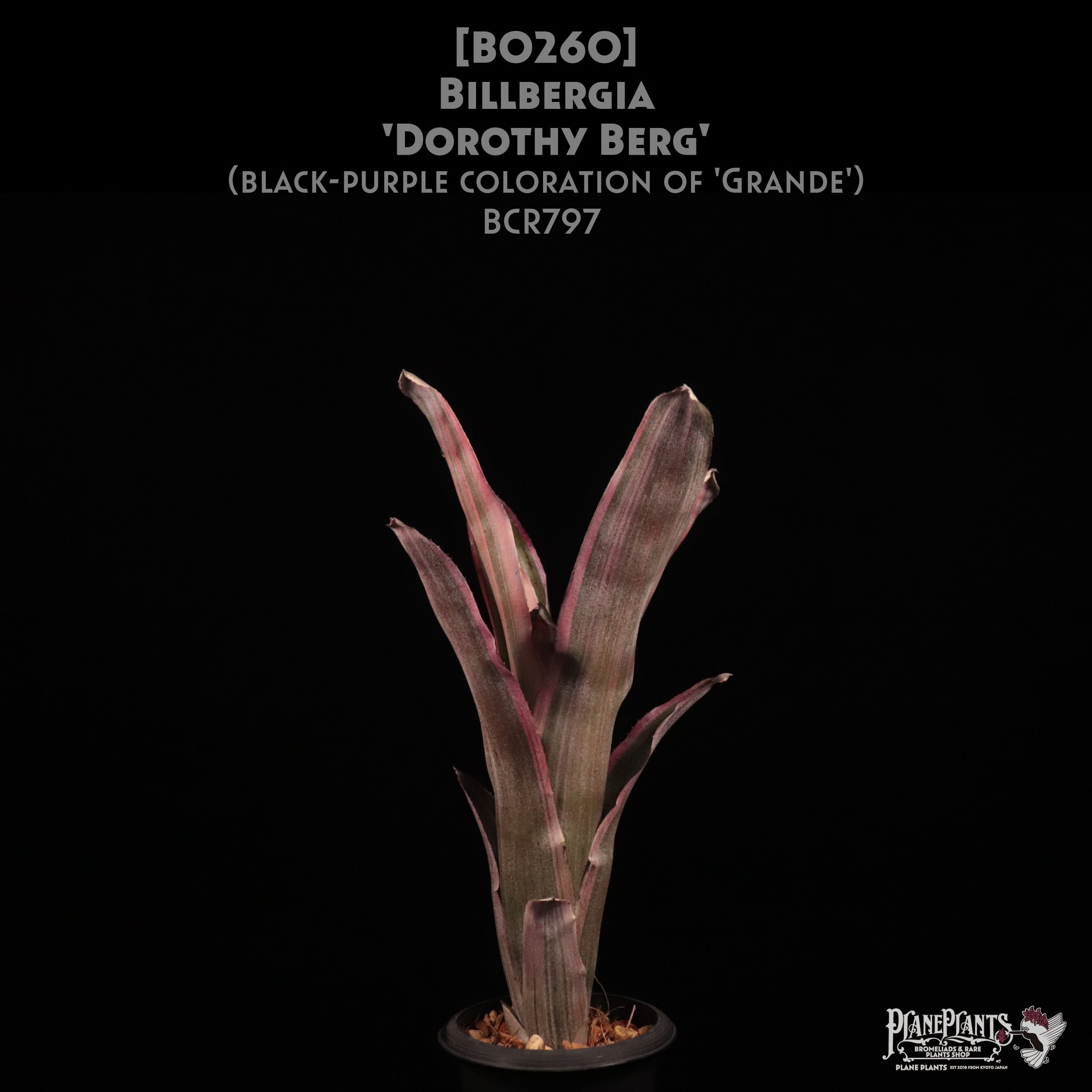 【送料無料】Billbergia 'Dorothy Berg'〔ビルベルギア〕現品発送B0260